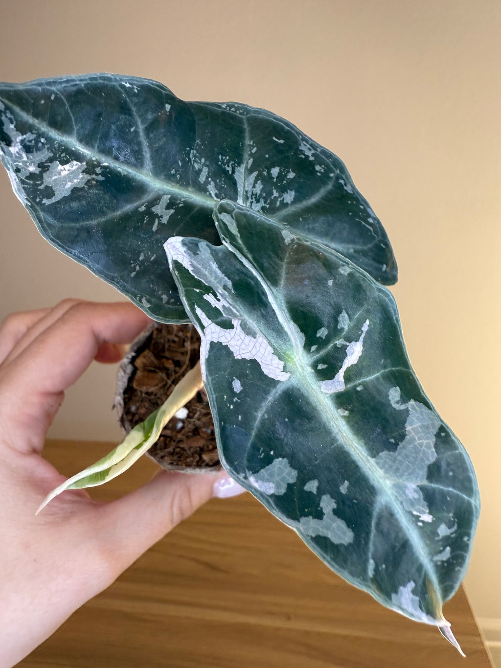 Alocasia Amazonica Polly Pink