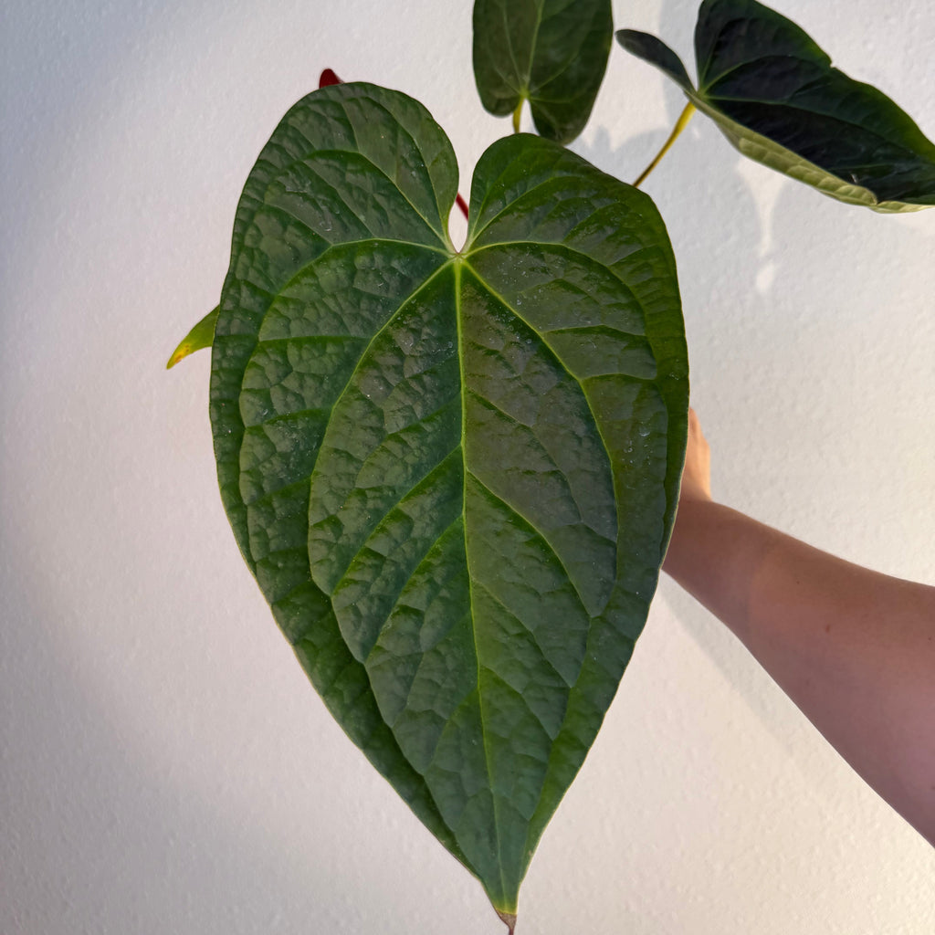 Anthurium Dorayaki x Luxurians