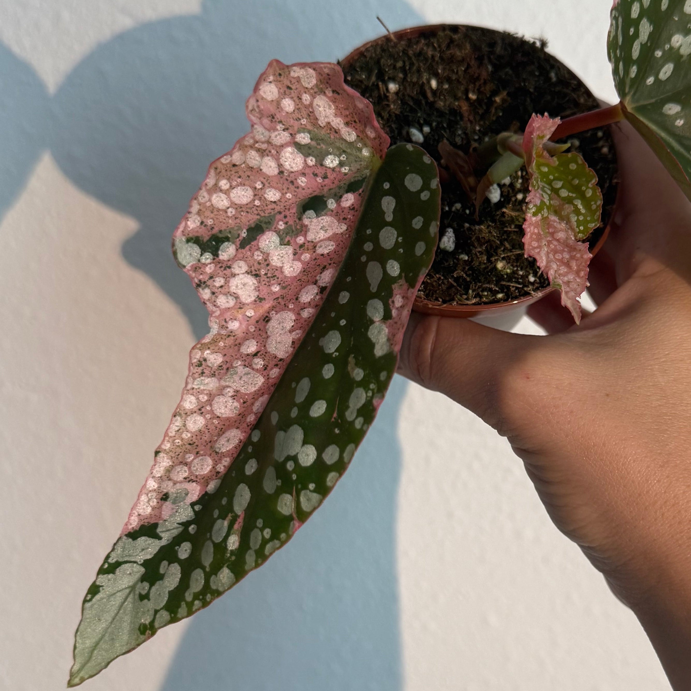 Snow Capped Begonia - Pink Variegated – Exotic plants Store