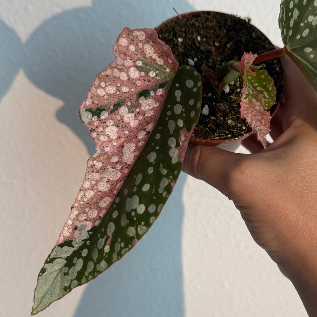 Snow Capped Begonia - Pink Variegated