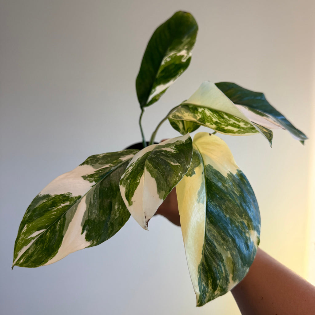 4- Variegated Monstera Bundle