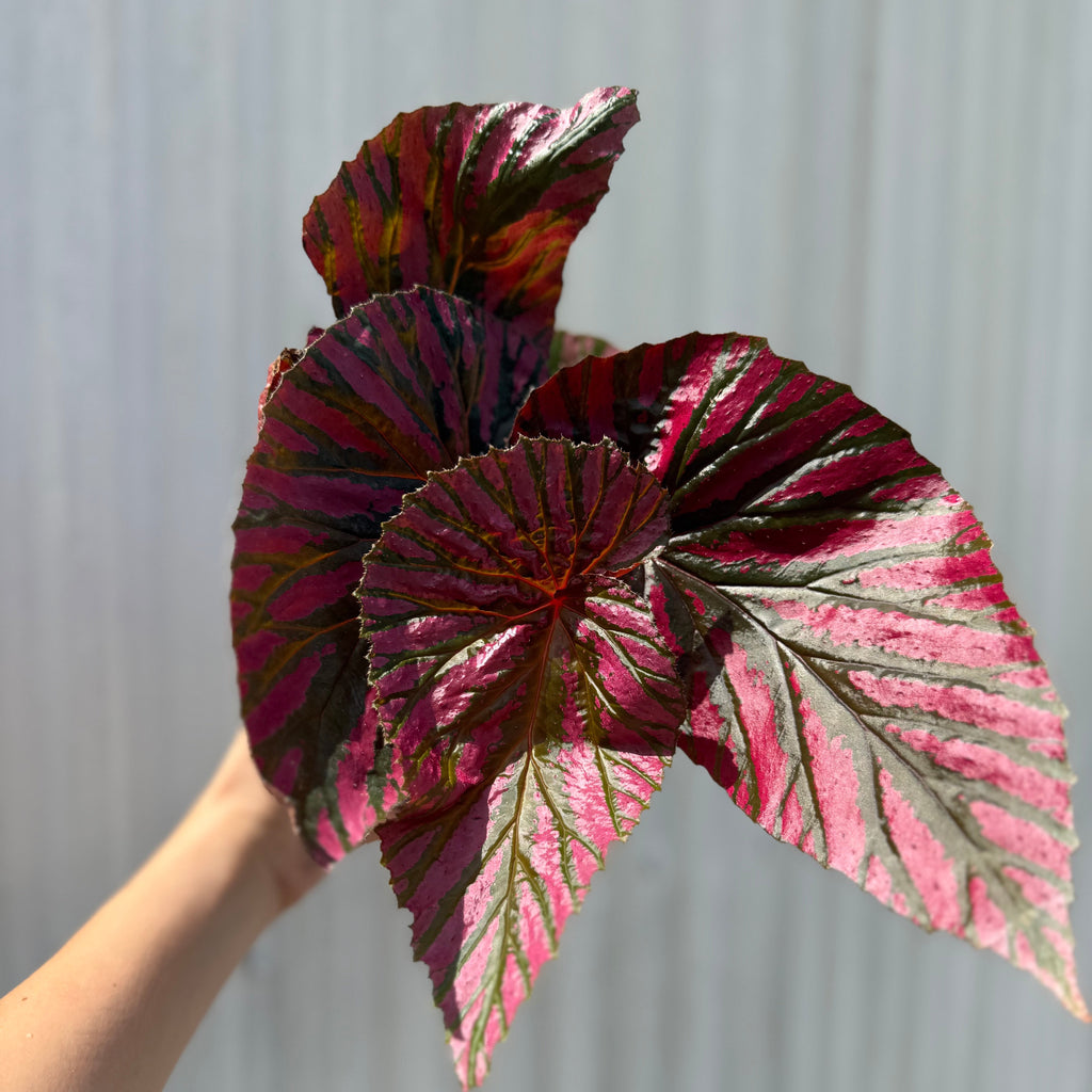 Begonia Brevirimosa 6”
