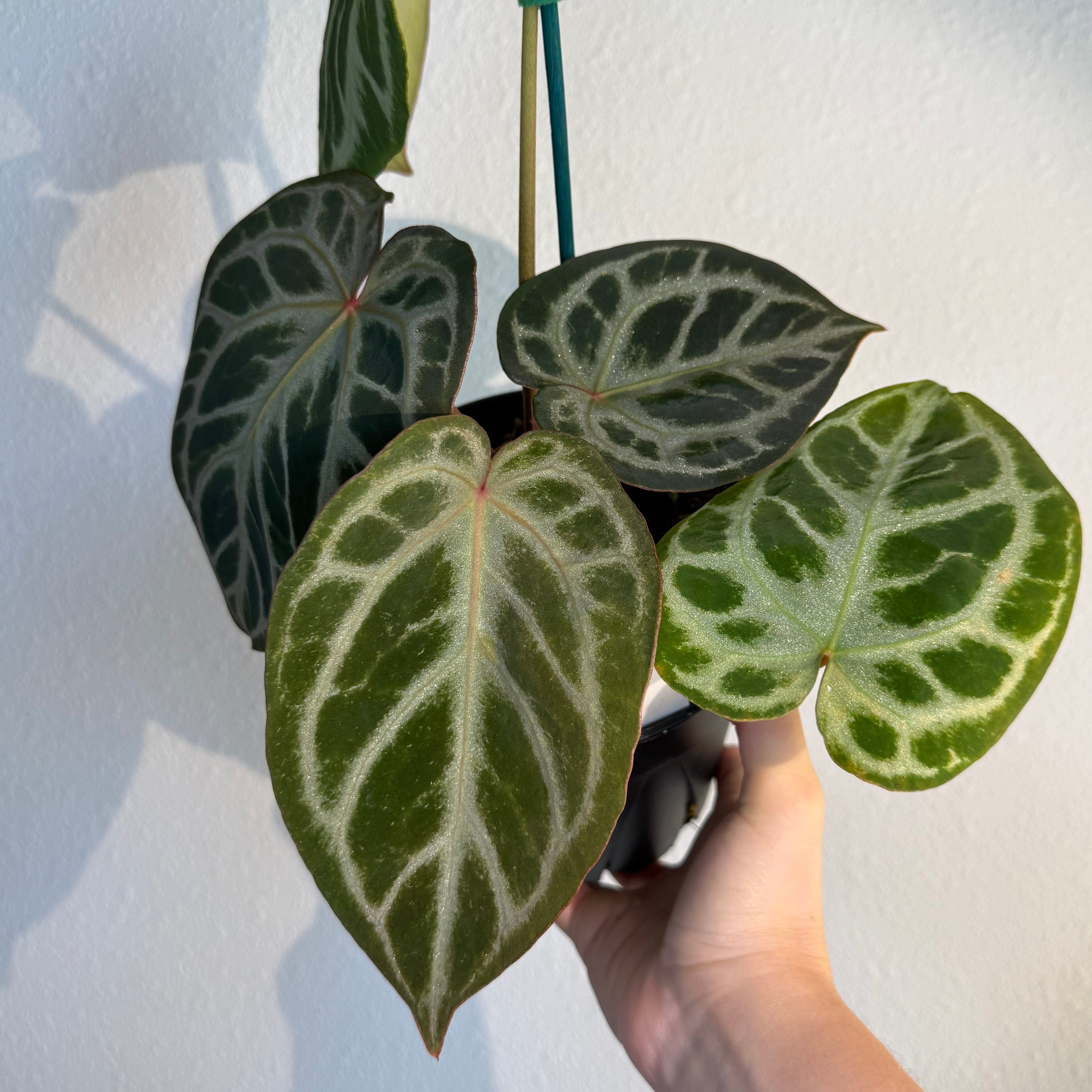 Anthurium Silver tiger x(RC X Dorayaki)4”