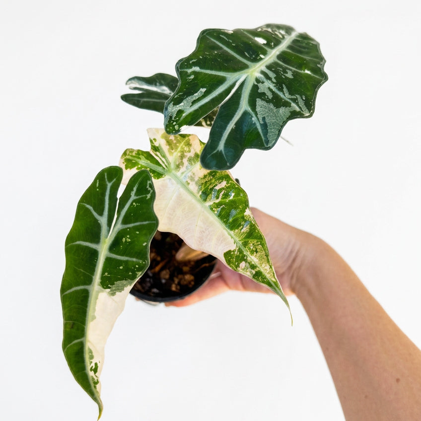 Alocasia Amazonica Polly Pink 3” pot