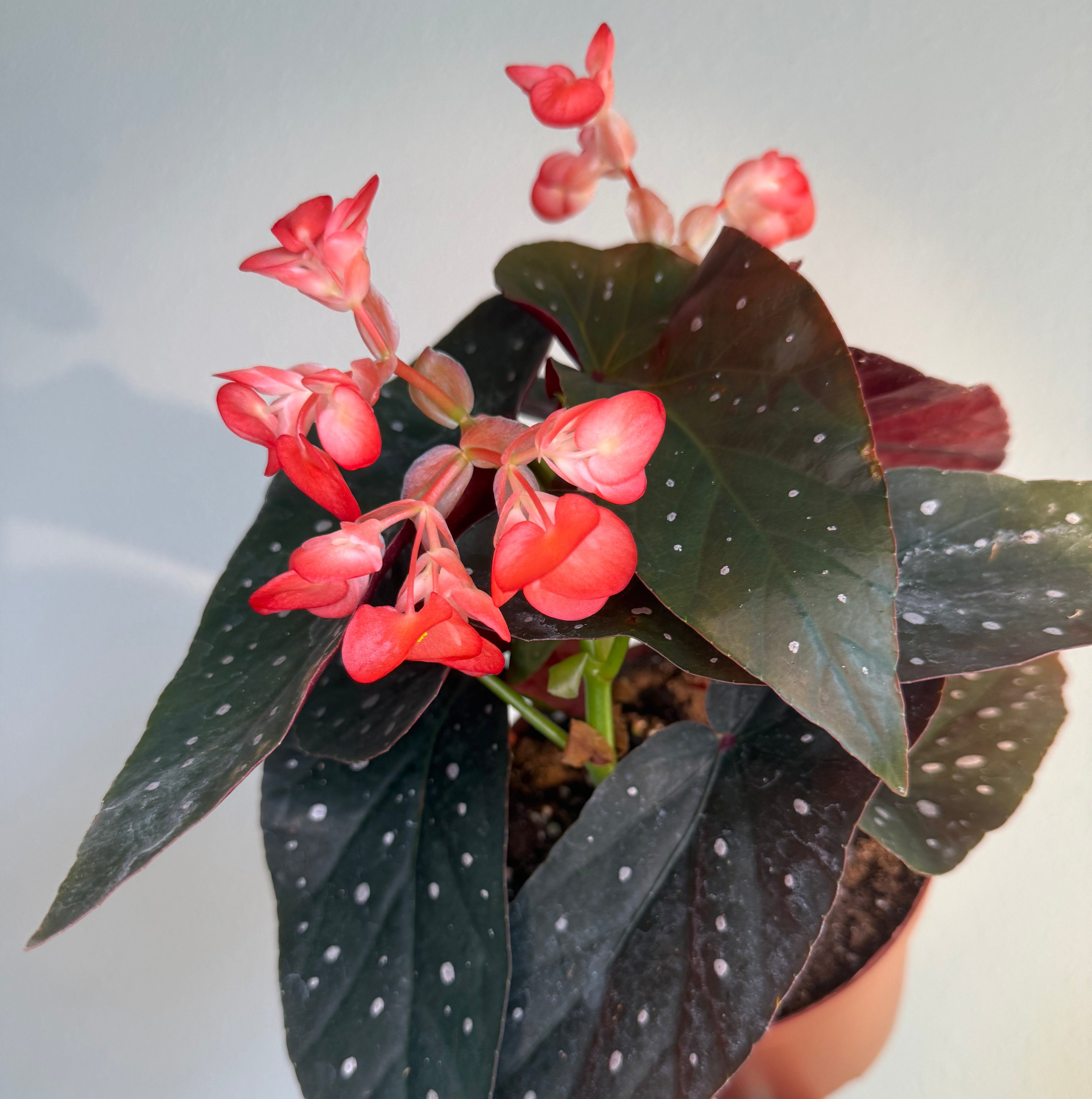 Begonia Angel Wing Aurora 6”