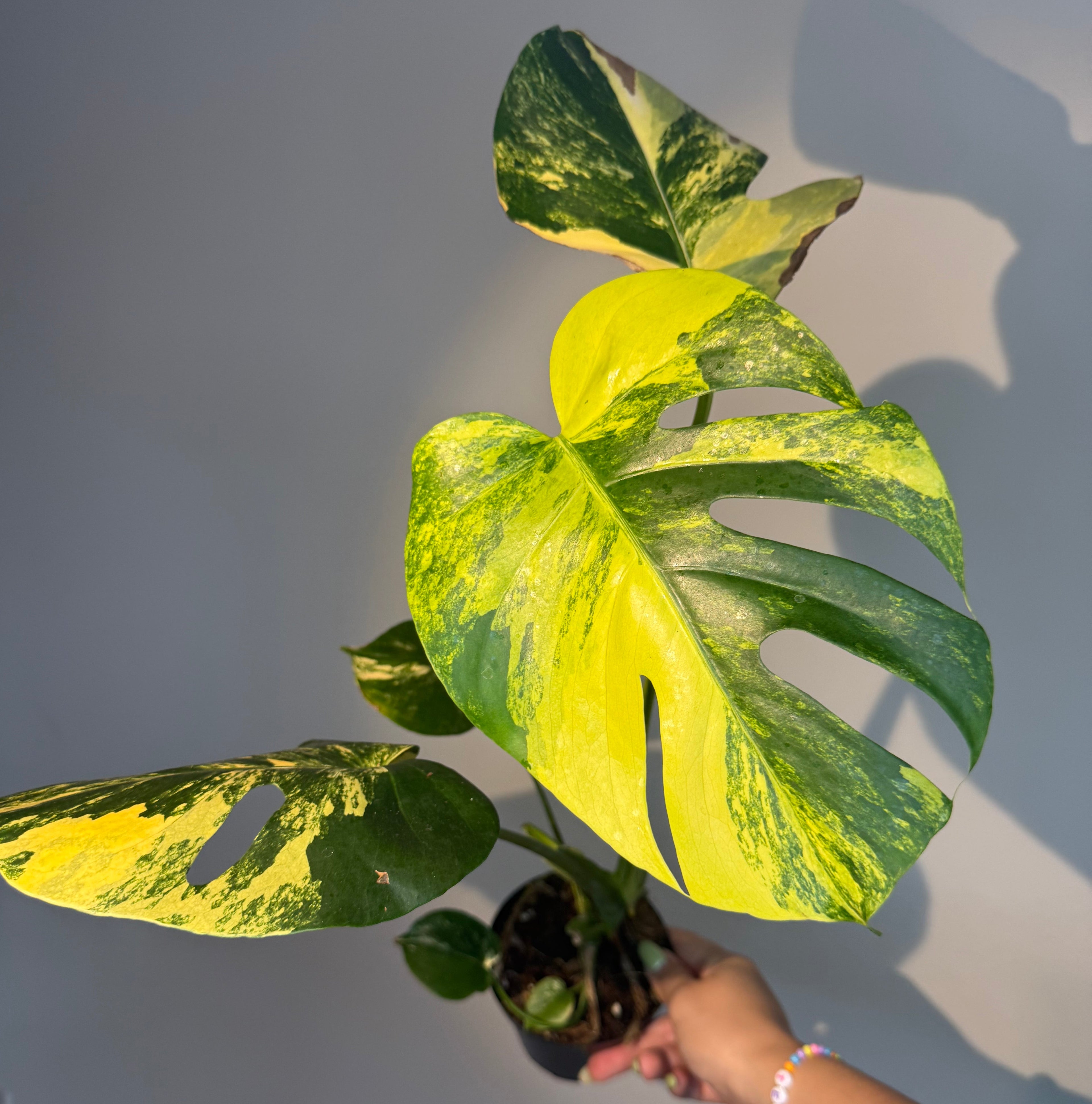 Monstera Yellow Marilyn