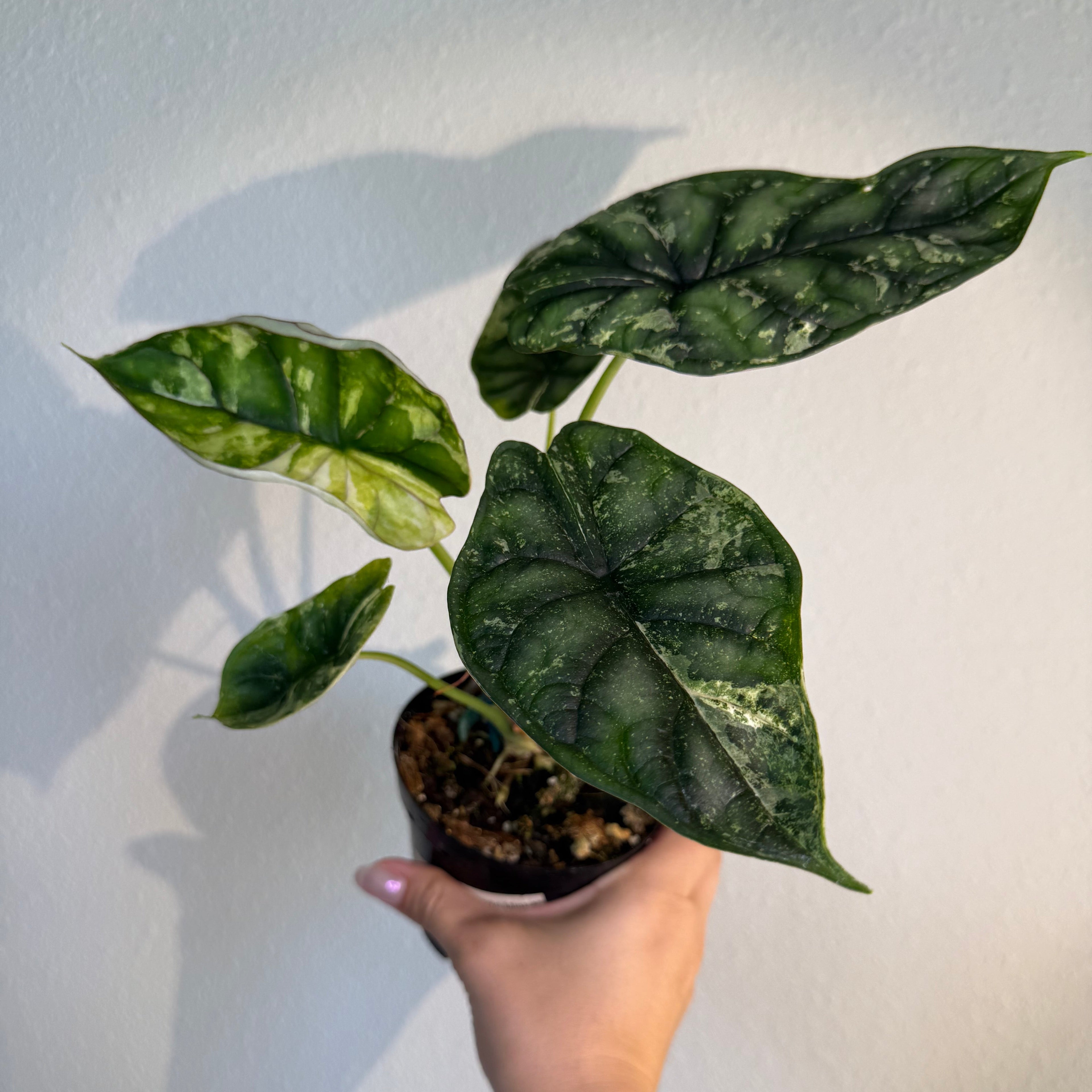 Alocasia Dragon scale mint