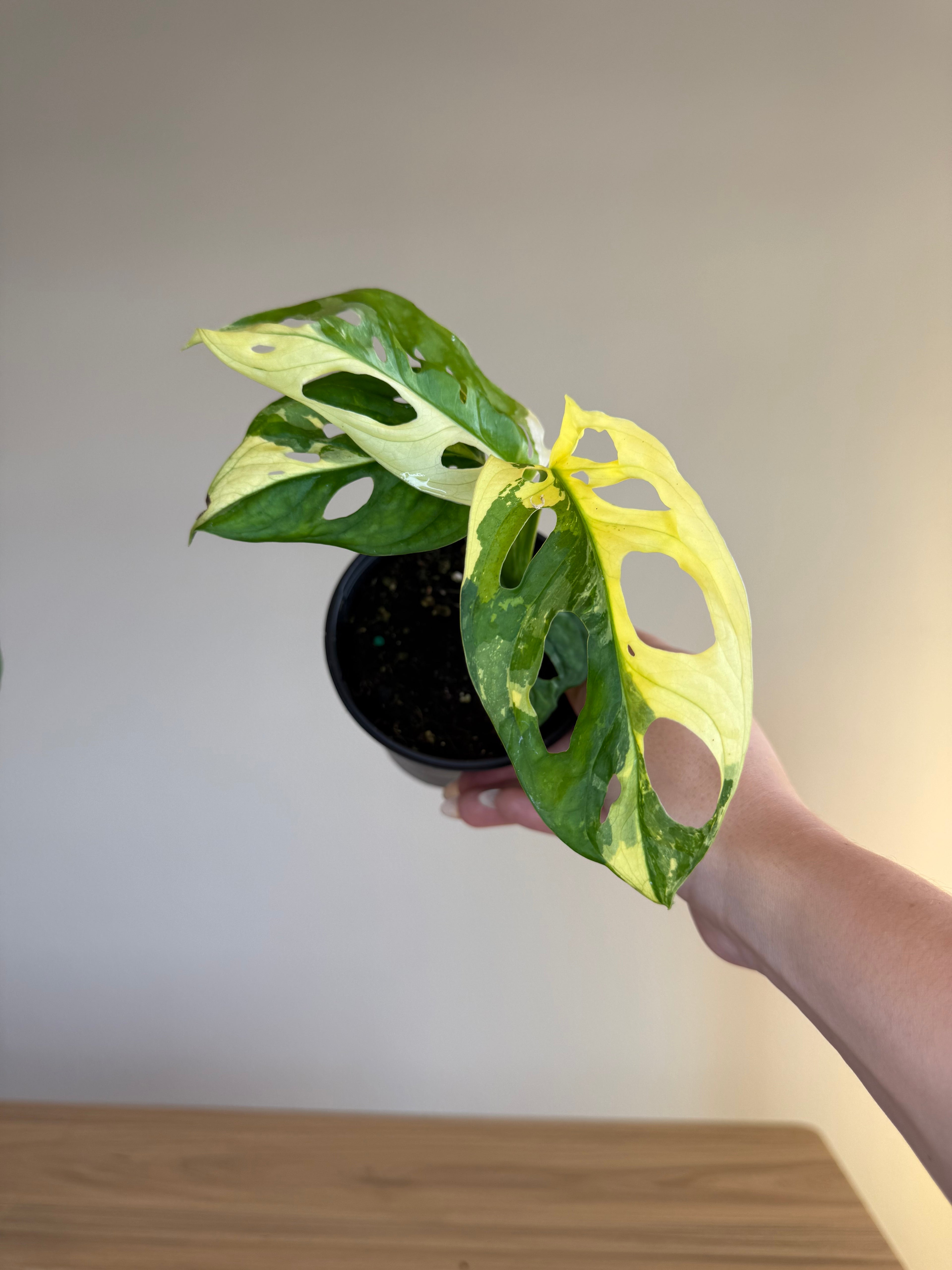 Monstera Adansonii variegated