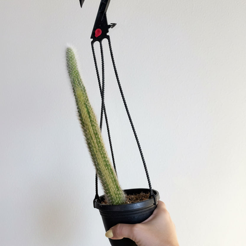 3- Rare Cactus Bundle 4”