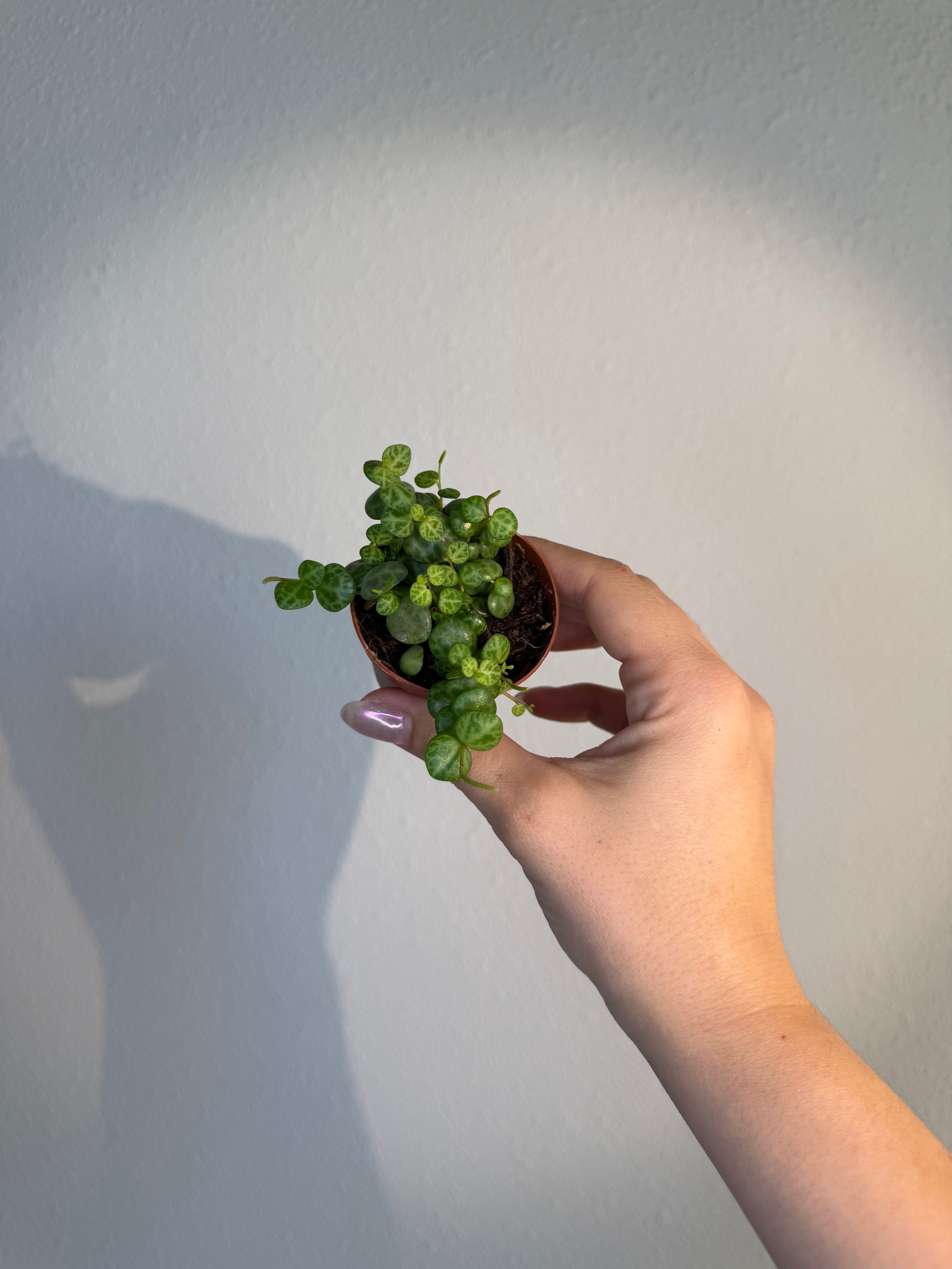 String Of Turtles