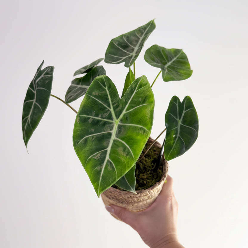 Alocasia Beginner’s Collection