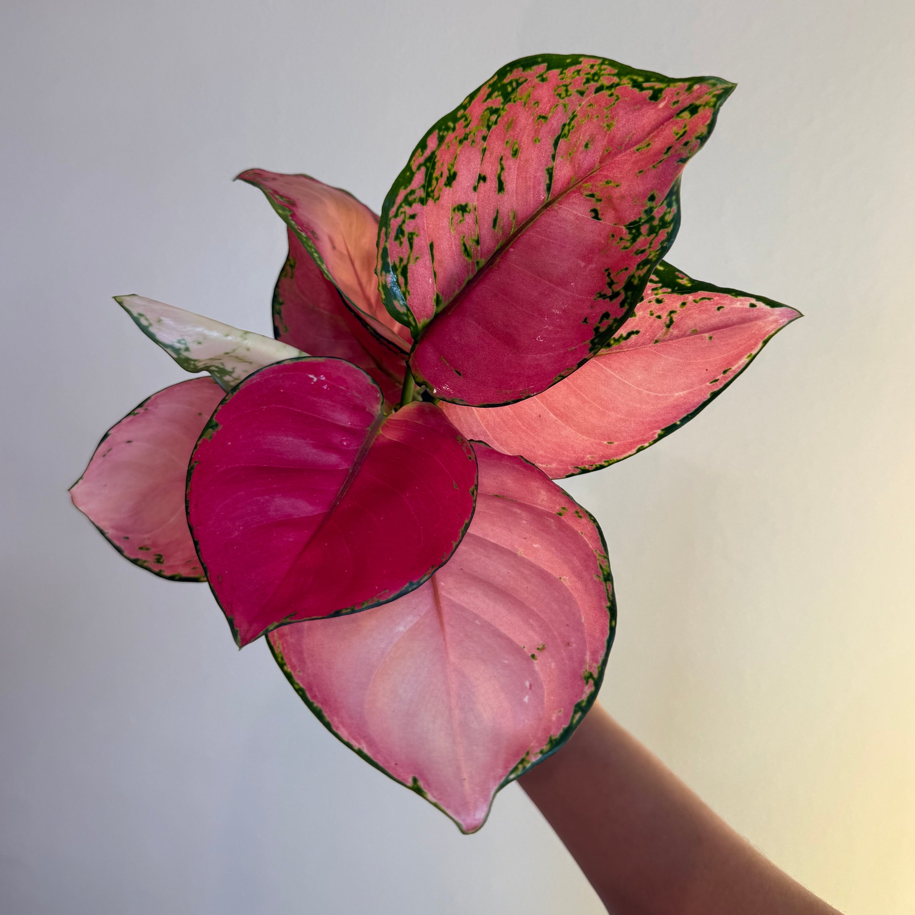 3- Aglaonema Bundle