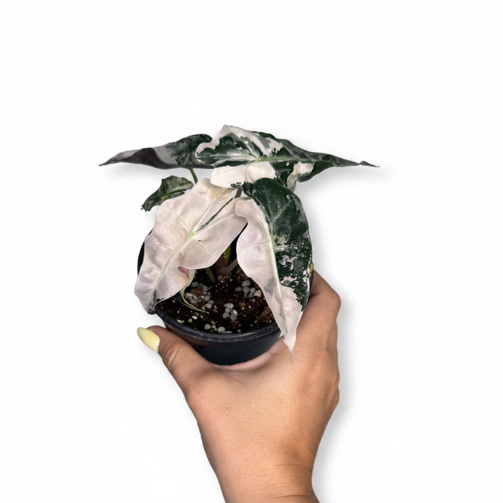 Alocasia Polly Pink Snow 4”