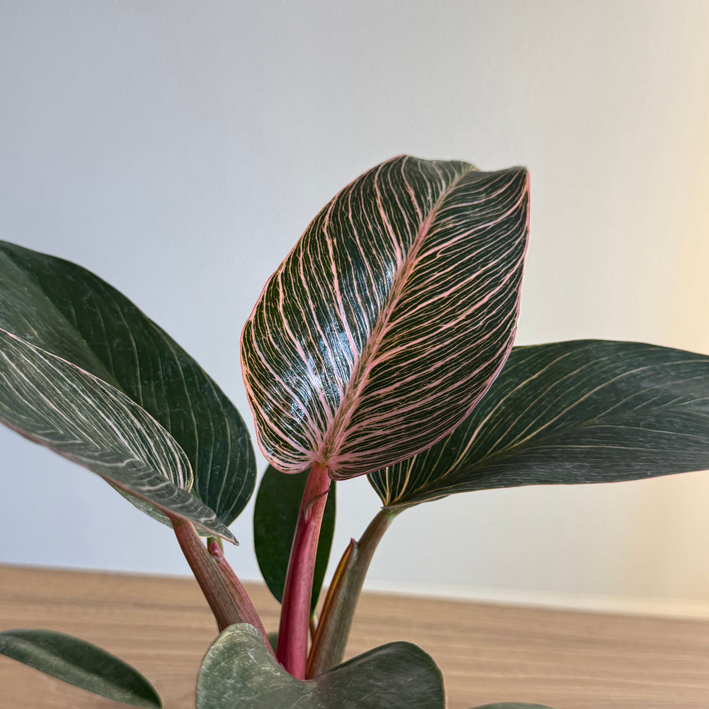 Philodendron Pink Birkin 4”