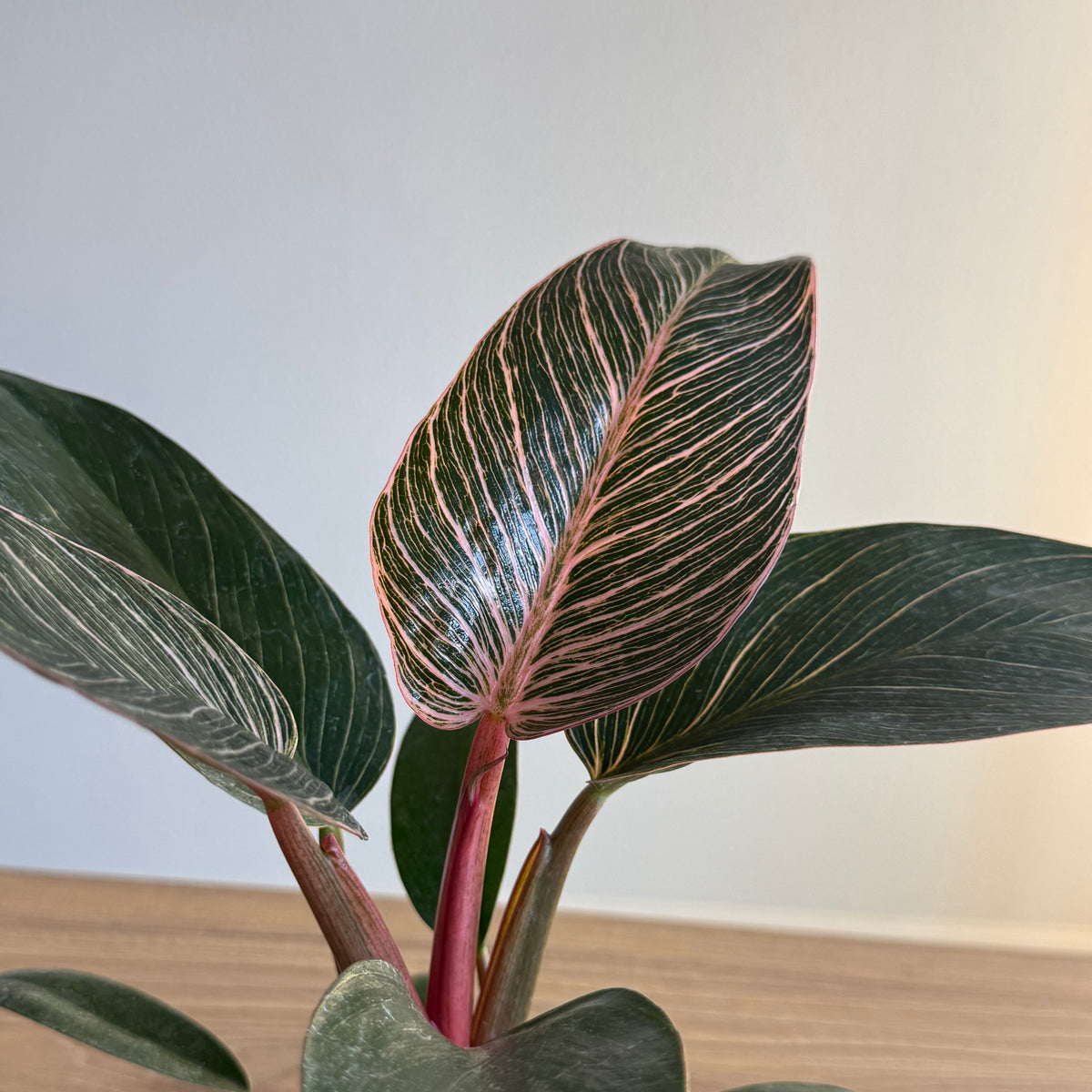 Philodendron Pink Birkin 4”