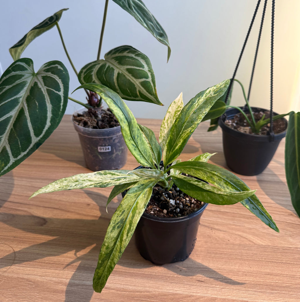 Anthurium Collectors Bundle