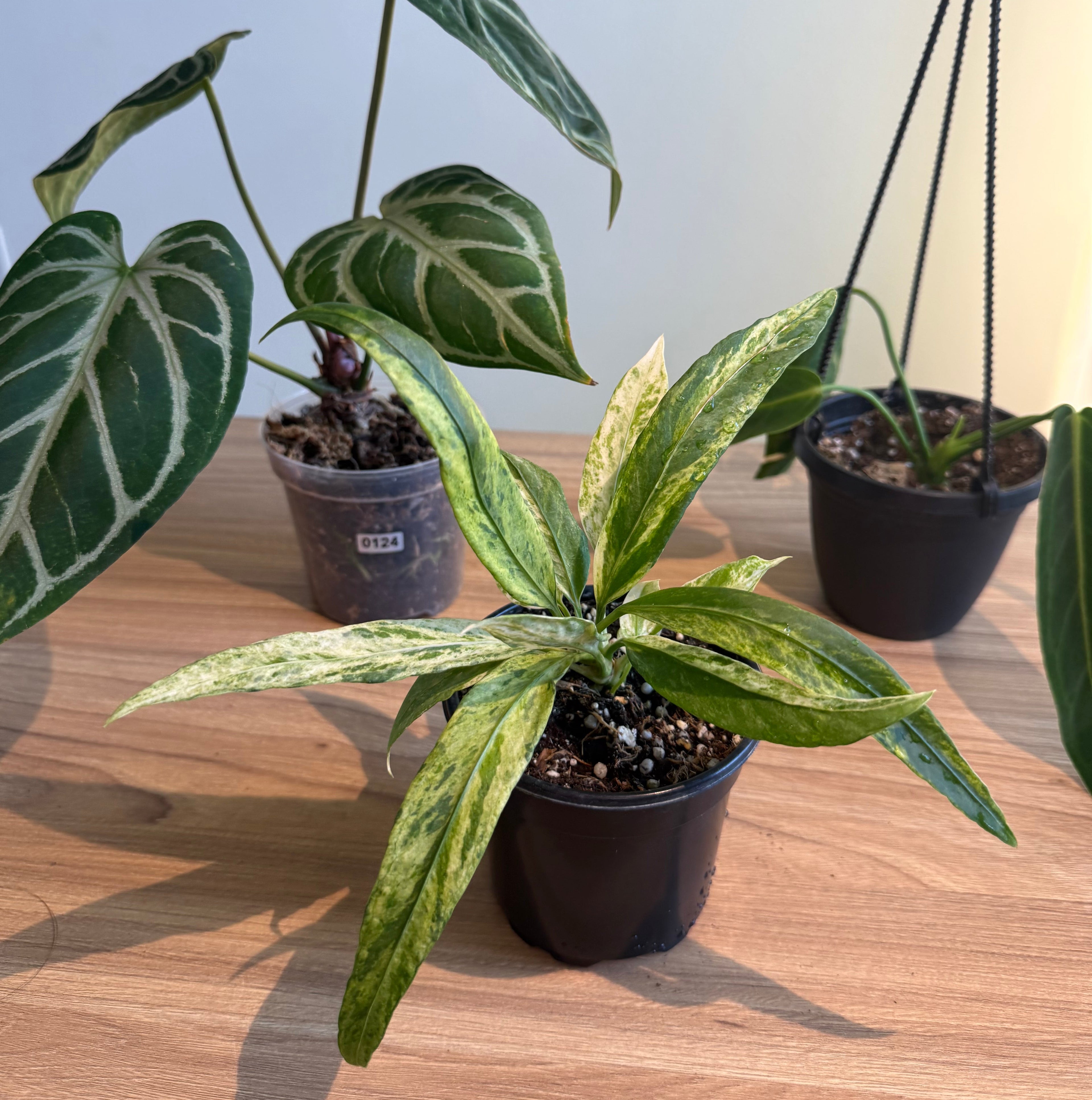 Anthurium Collectors Bundle