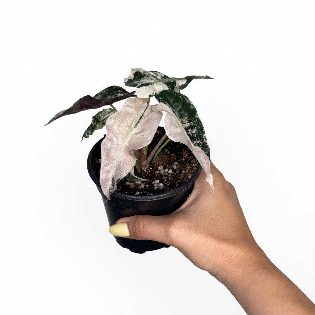 Alocasia Polly Pink Snow 4”