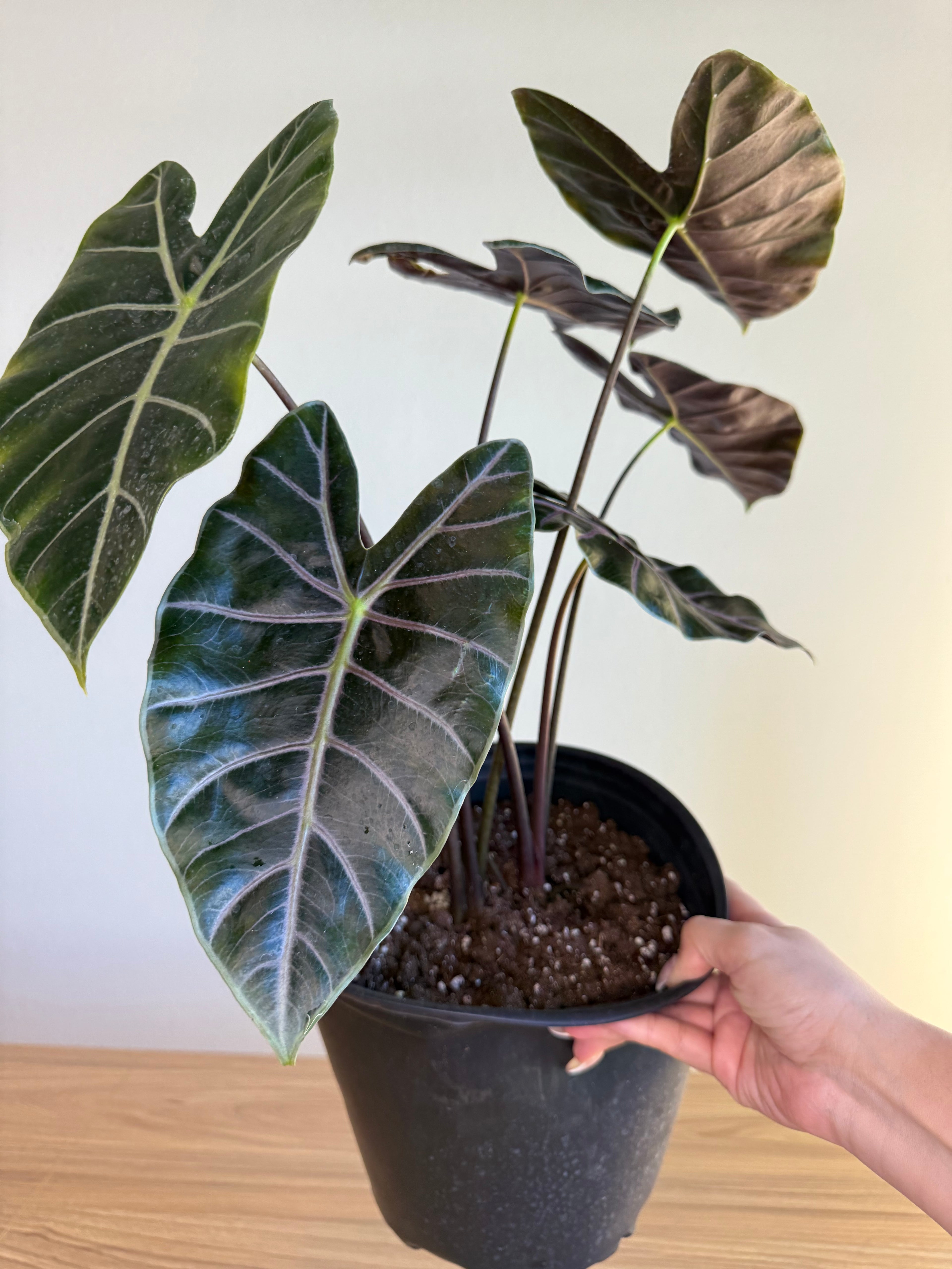 Alocasia longiloba purple vein