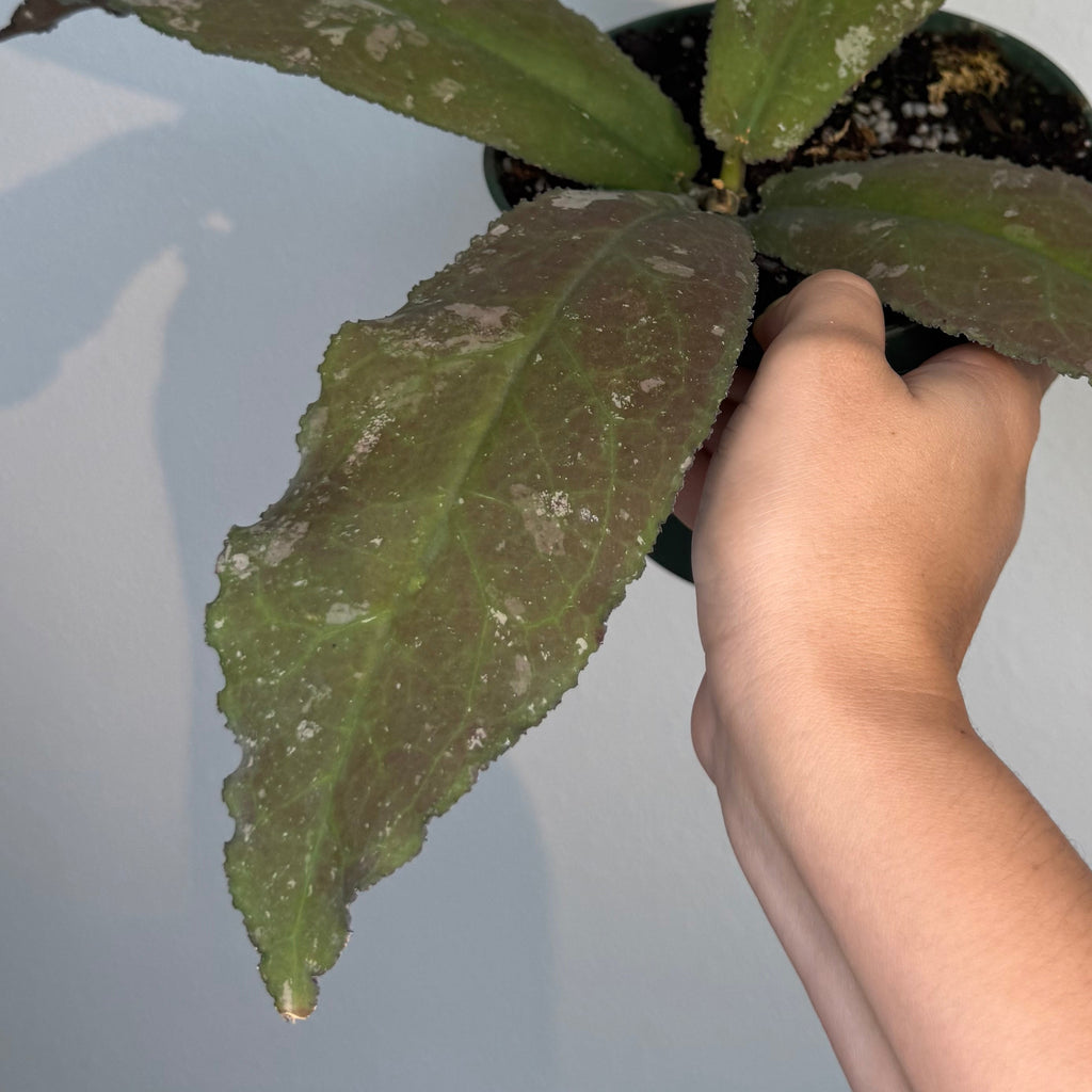Hoya Undulata splash 6”