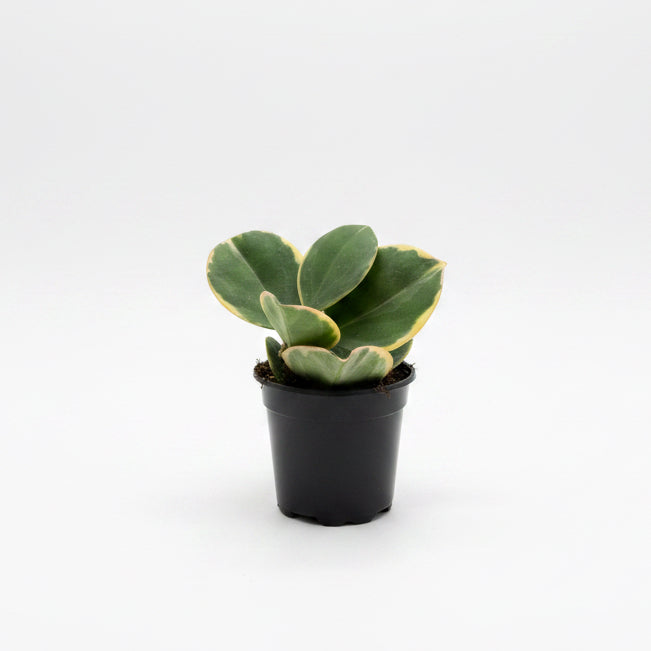 Hoya Pachyclada Outer Var 4”