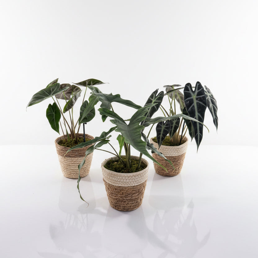 Alocasia Beginner’s Collection