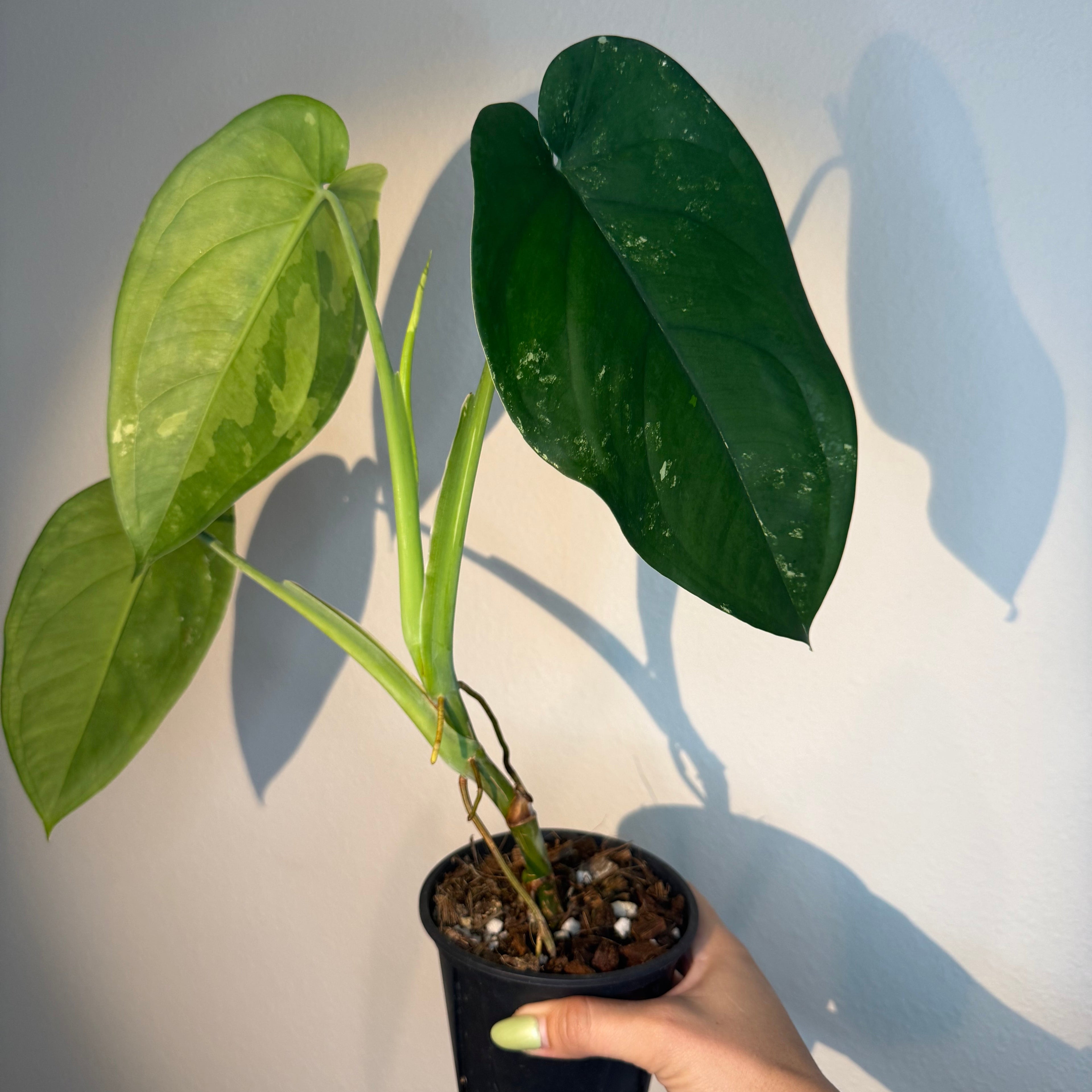Syngonium Chiapense Albo 4”