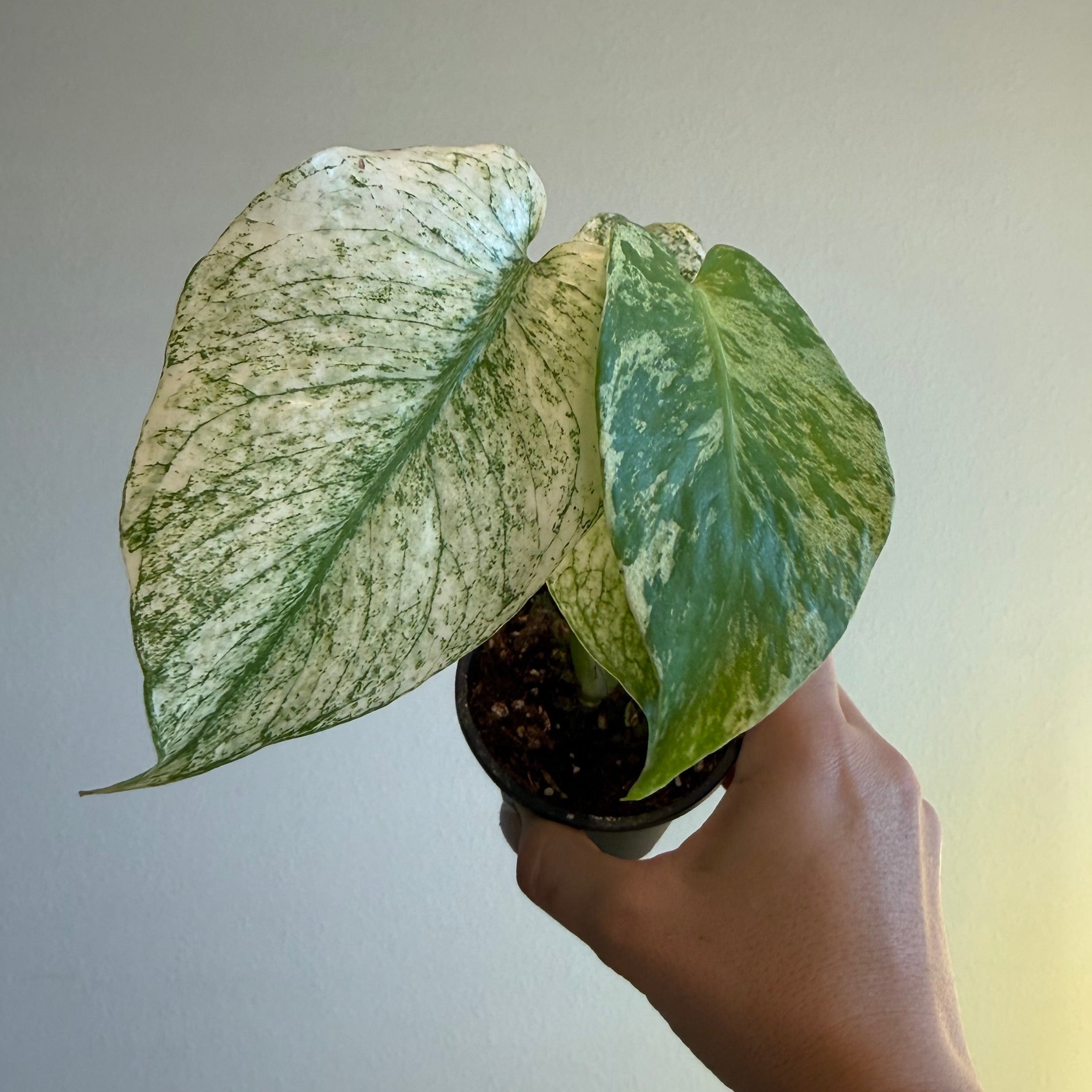 4- Variegated Monstera Bundle