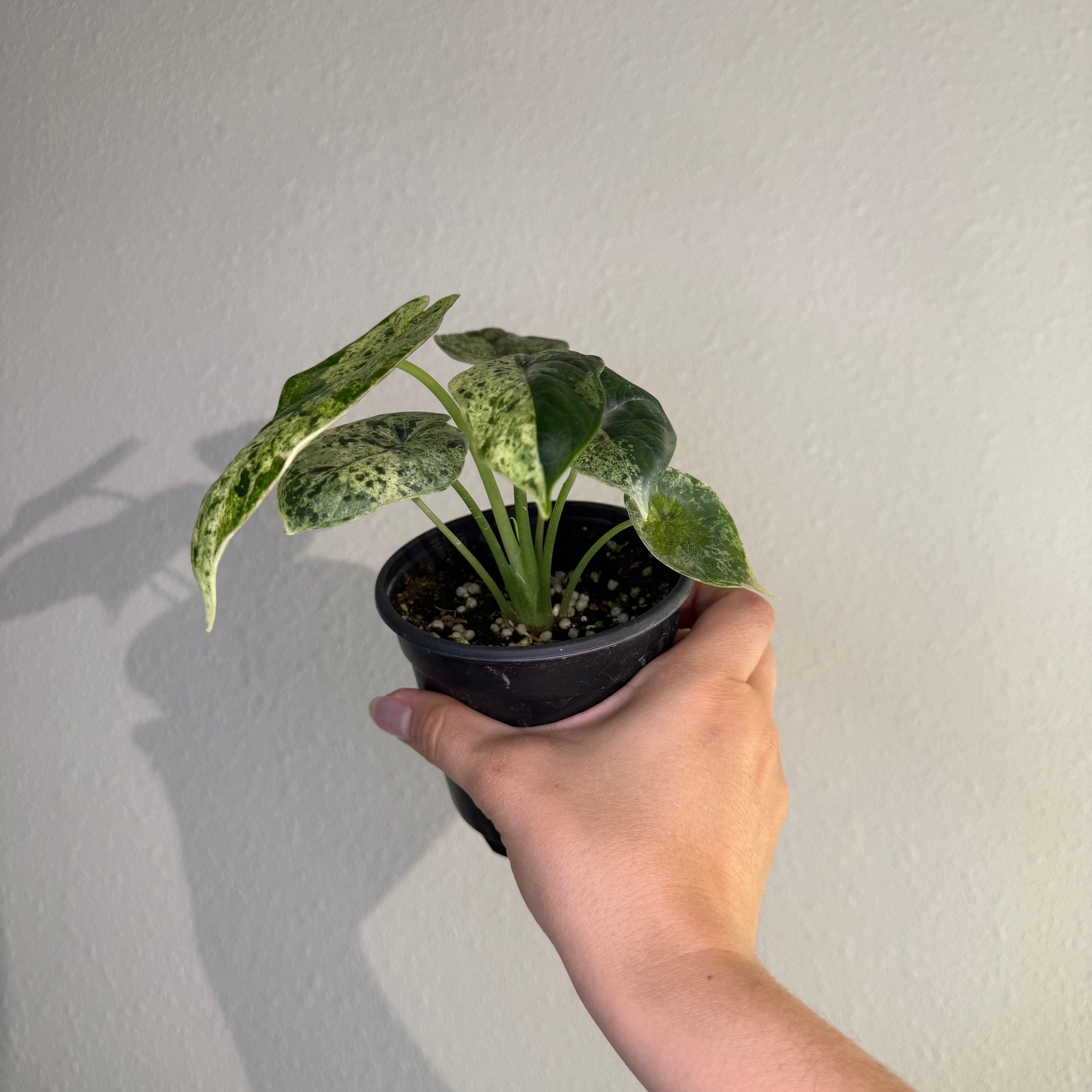 Alocasia Dragon Scale Mint