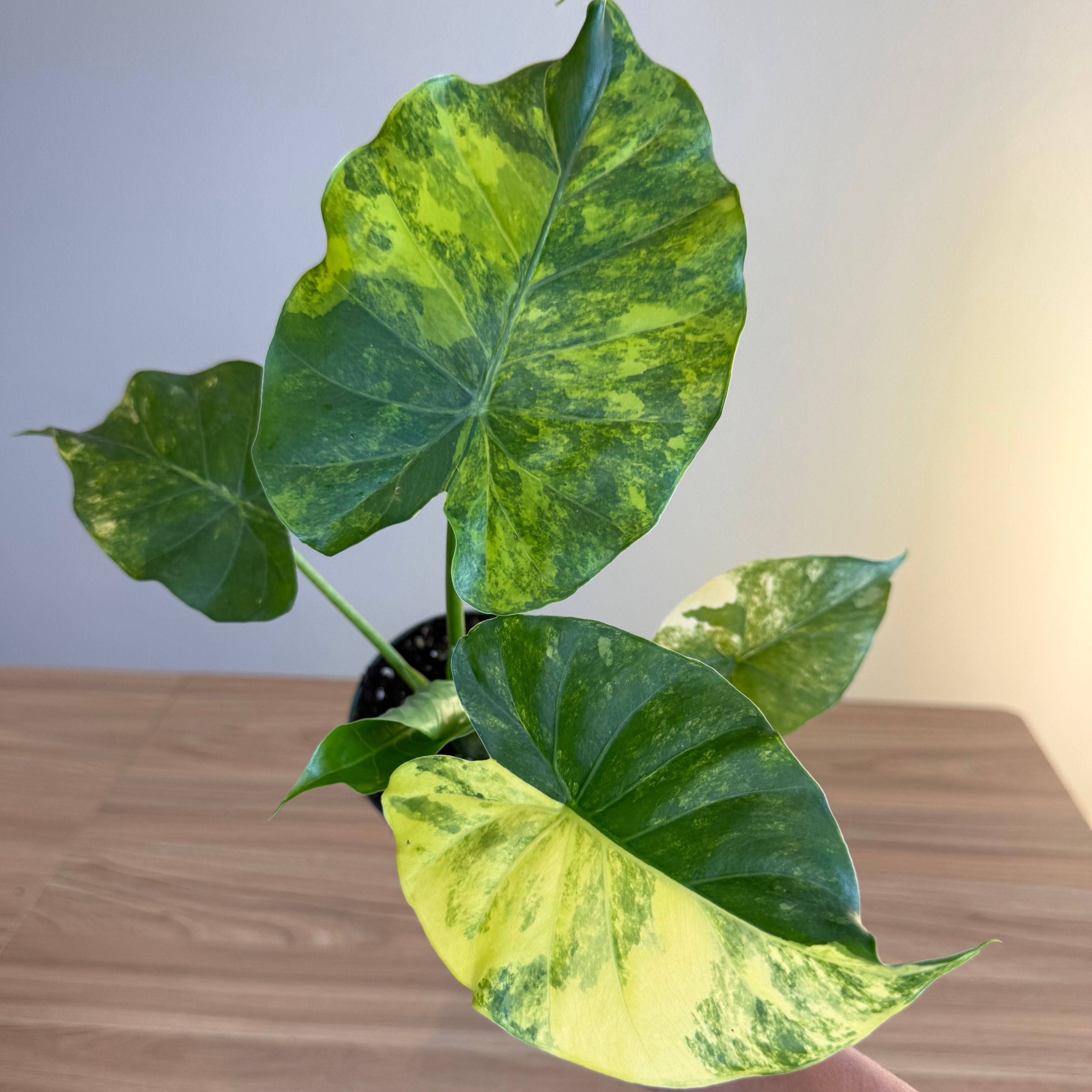 Alocasia Gageana Aurea 4”