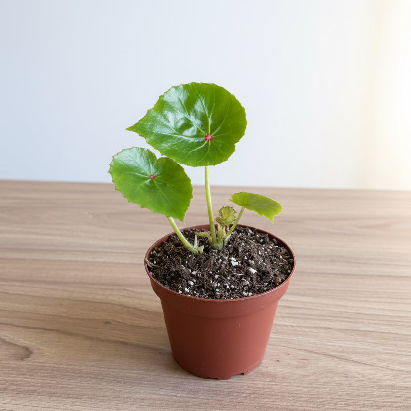 Begonia Rouge 4”