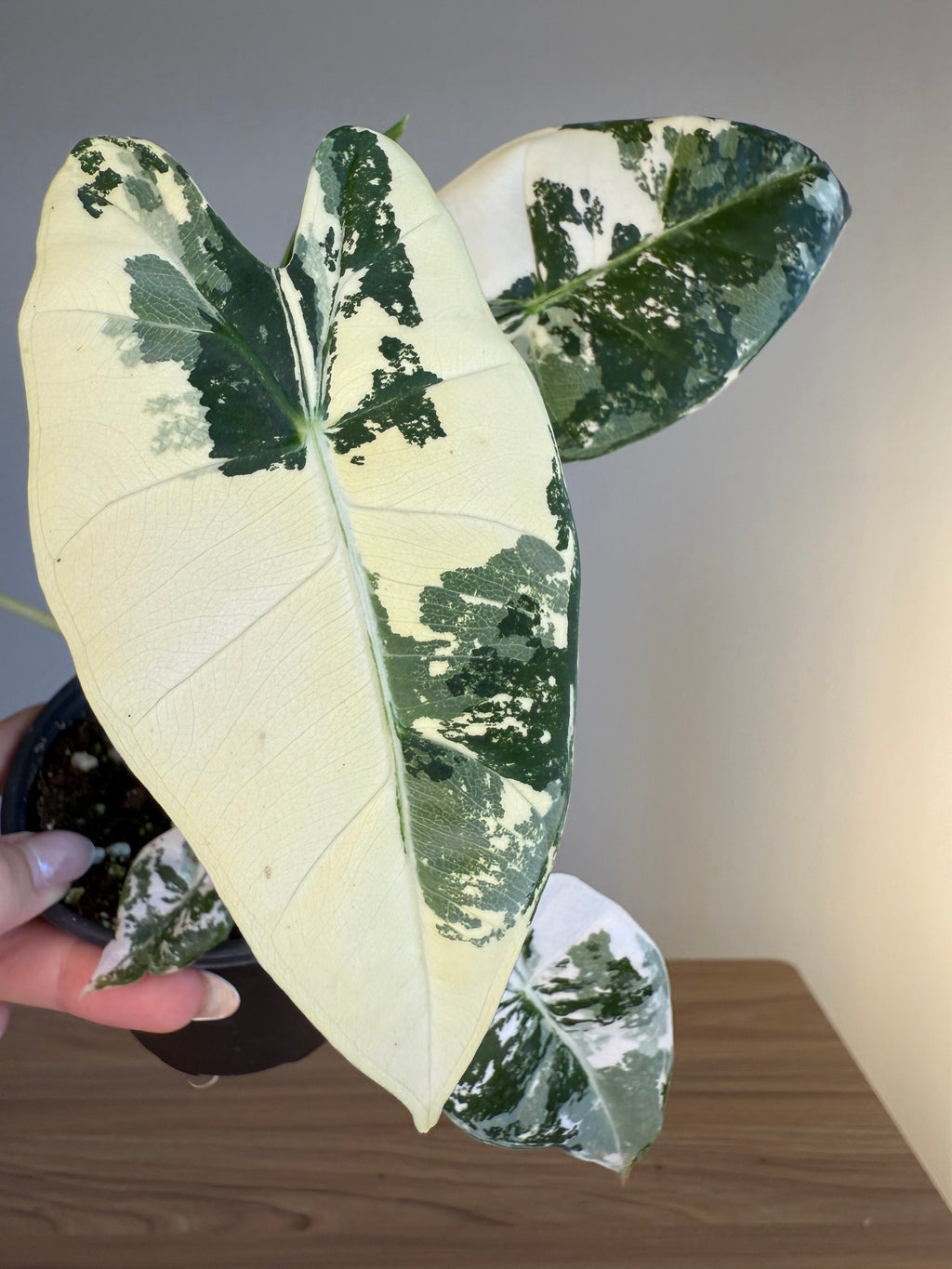 Alocasia Frydek var 4”