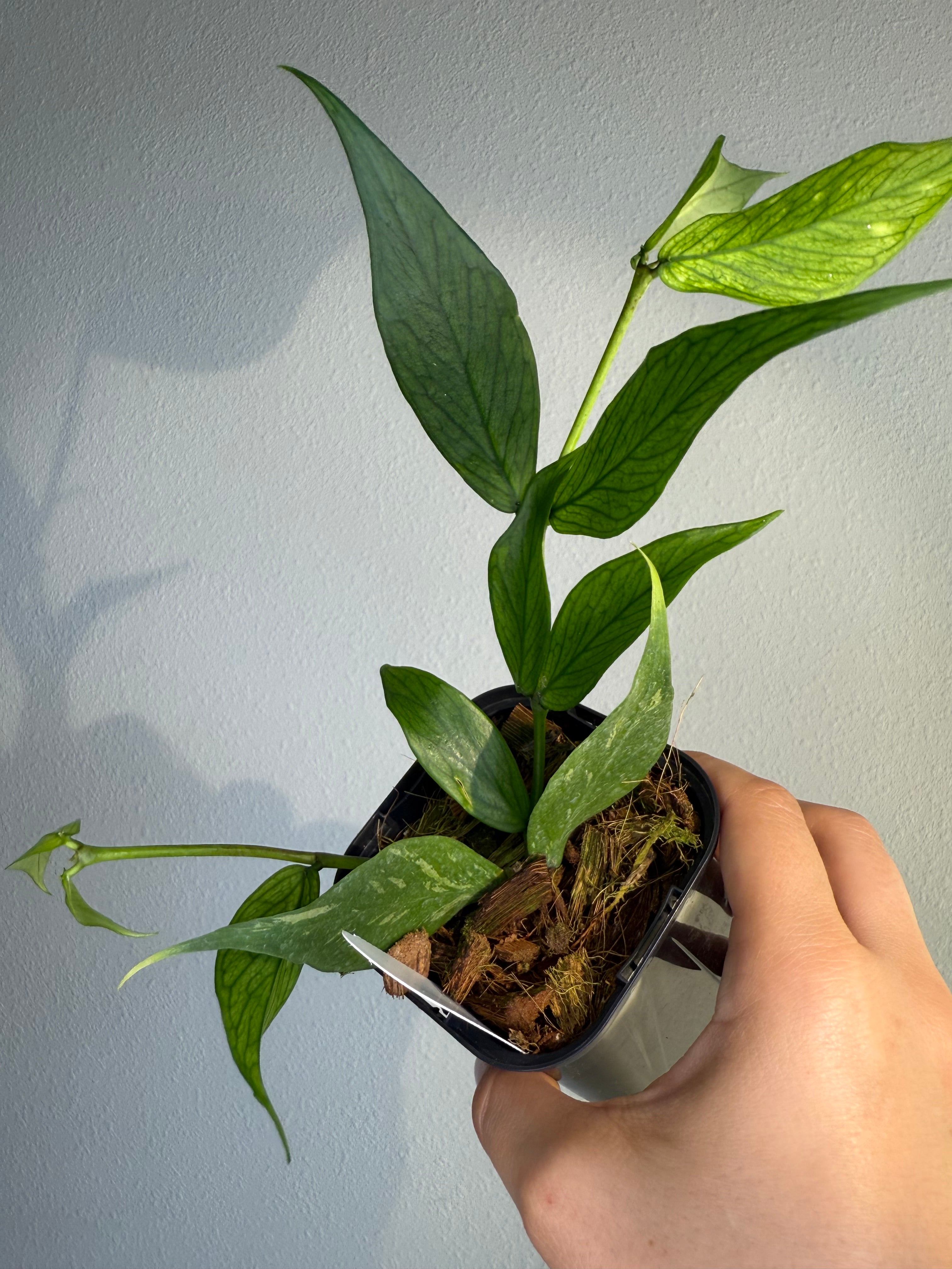 Hoya Polyneura