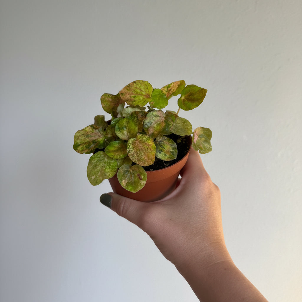 Peperomia Collection 4” pot - 3 Plants Bundle
