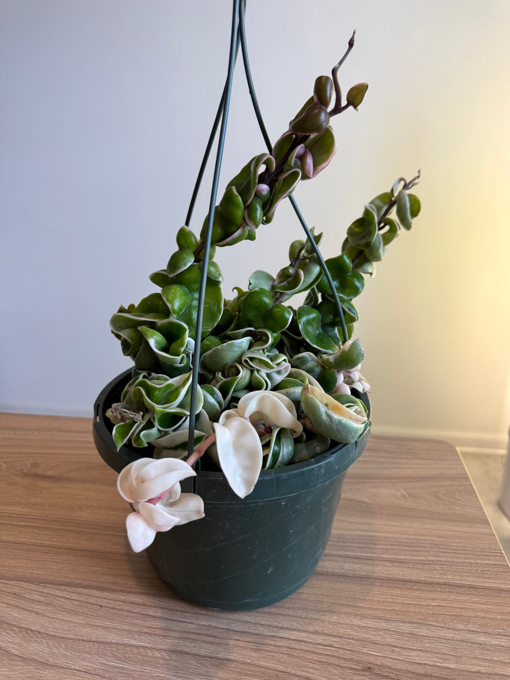 Hoya Compacta Var 8” HB