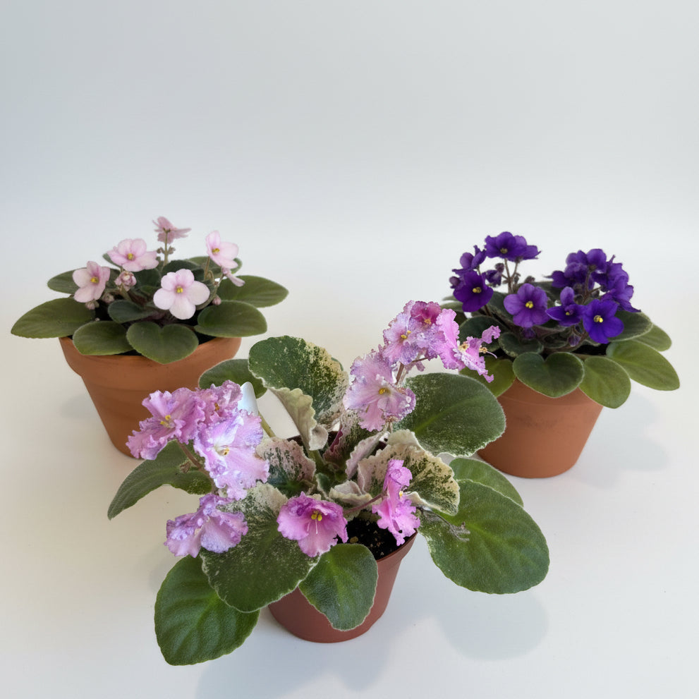 African Violet Collection - 3 plants Bundle