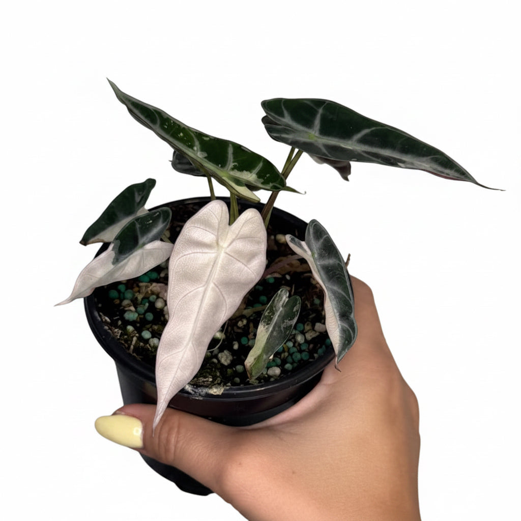 Alocasia Bambino Pink 4”