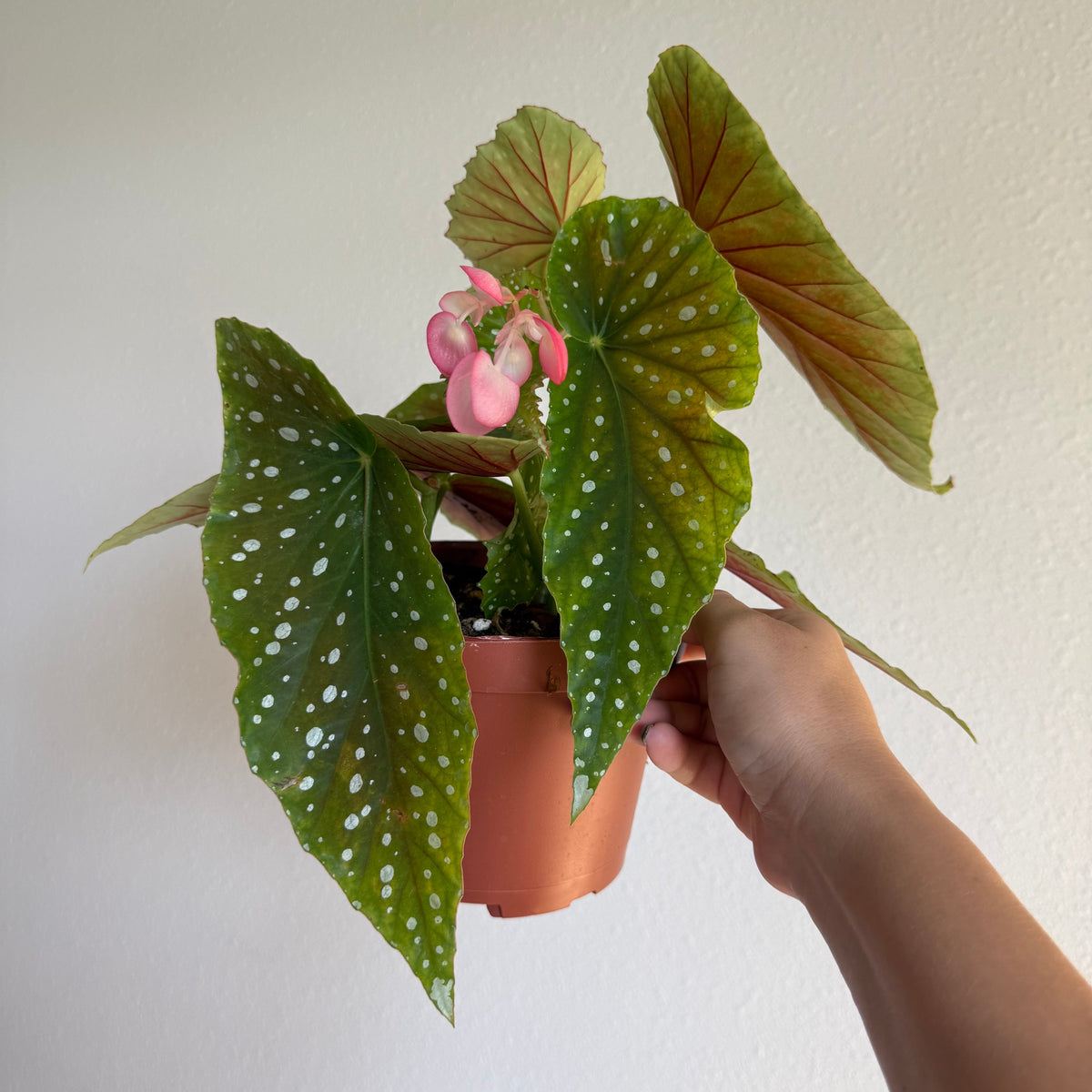 Begonia Angel Wing 6” Legacy