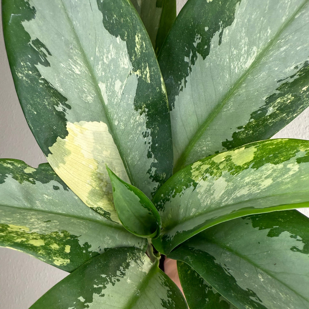 Aglaonema Suvarnabhumi Var