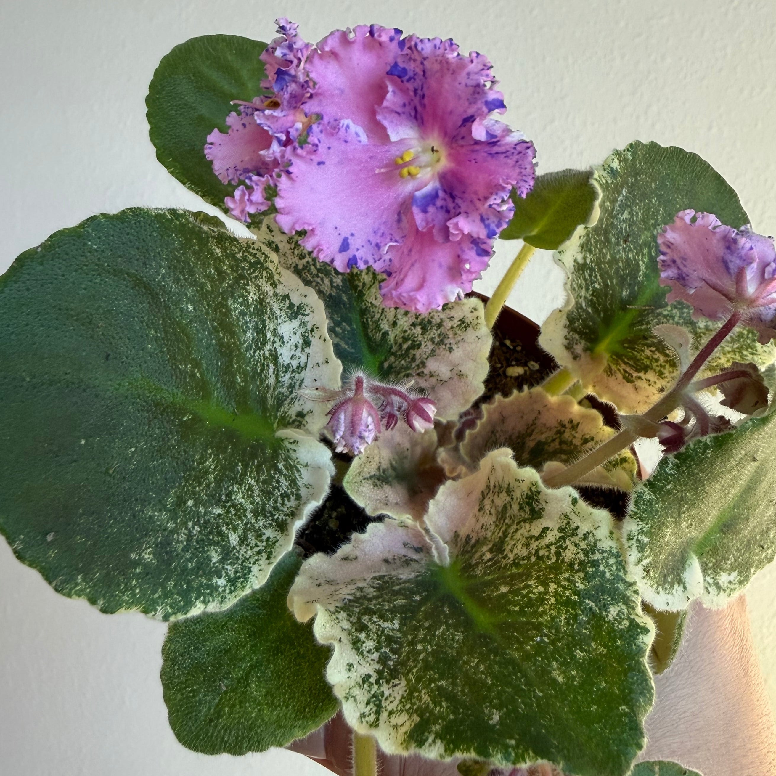 Variegated African Violet ‘ Love Bug ‘ 4”