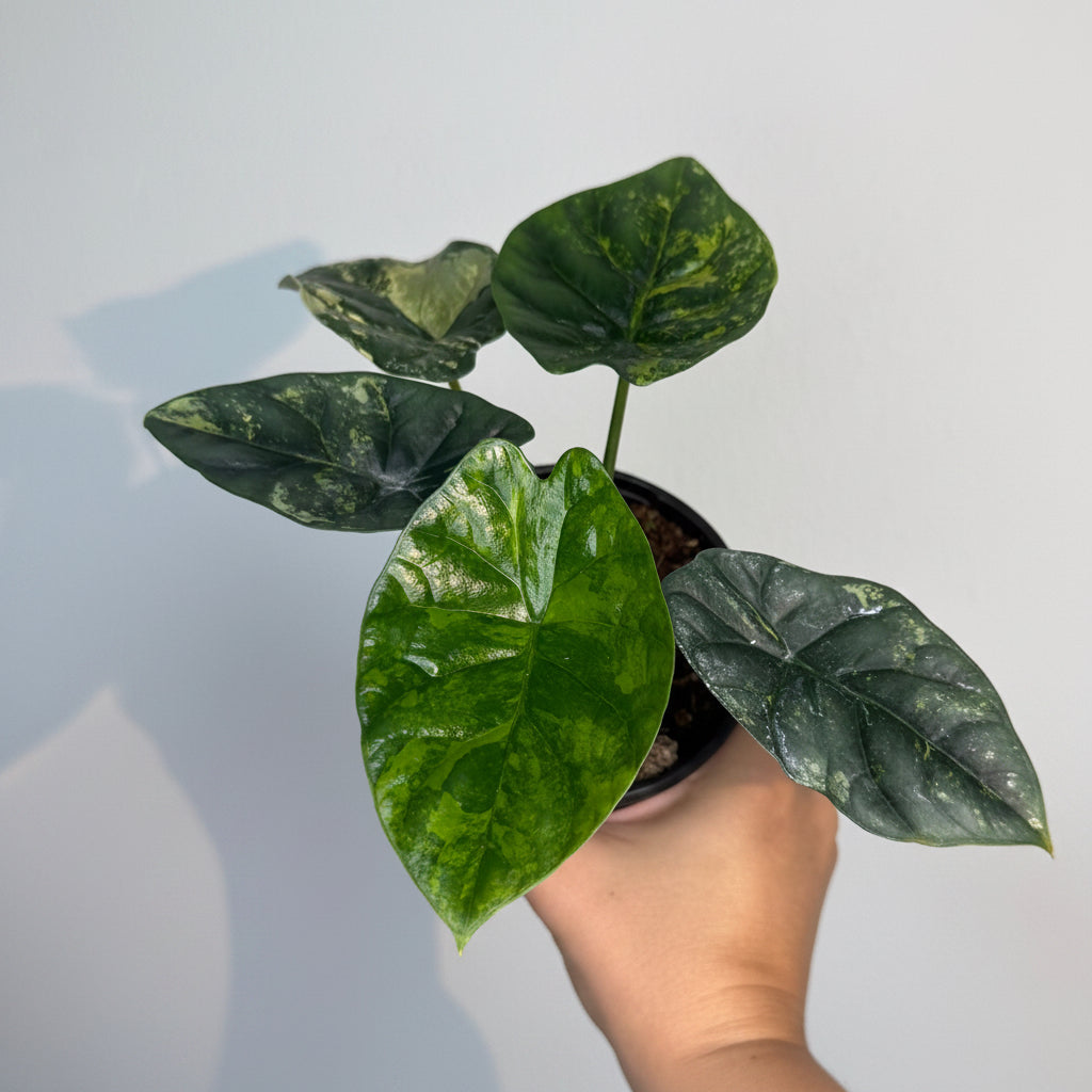 Alocasia Sinuata Variegated 4”