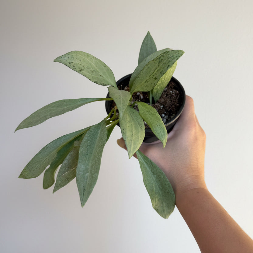 3- Hoya Silver Bundle