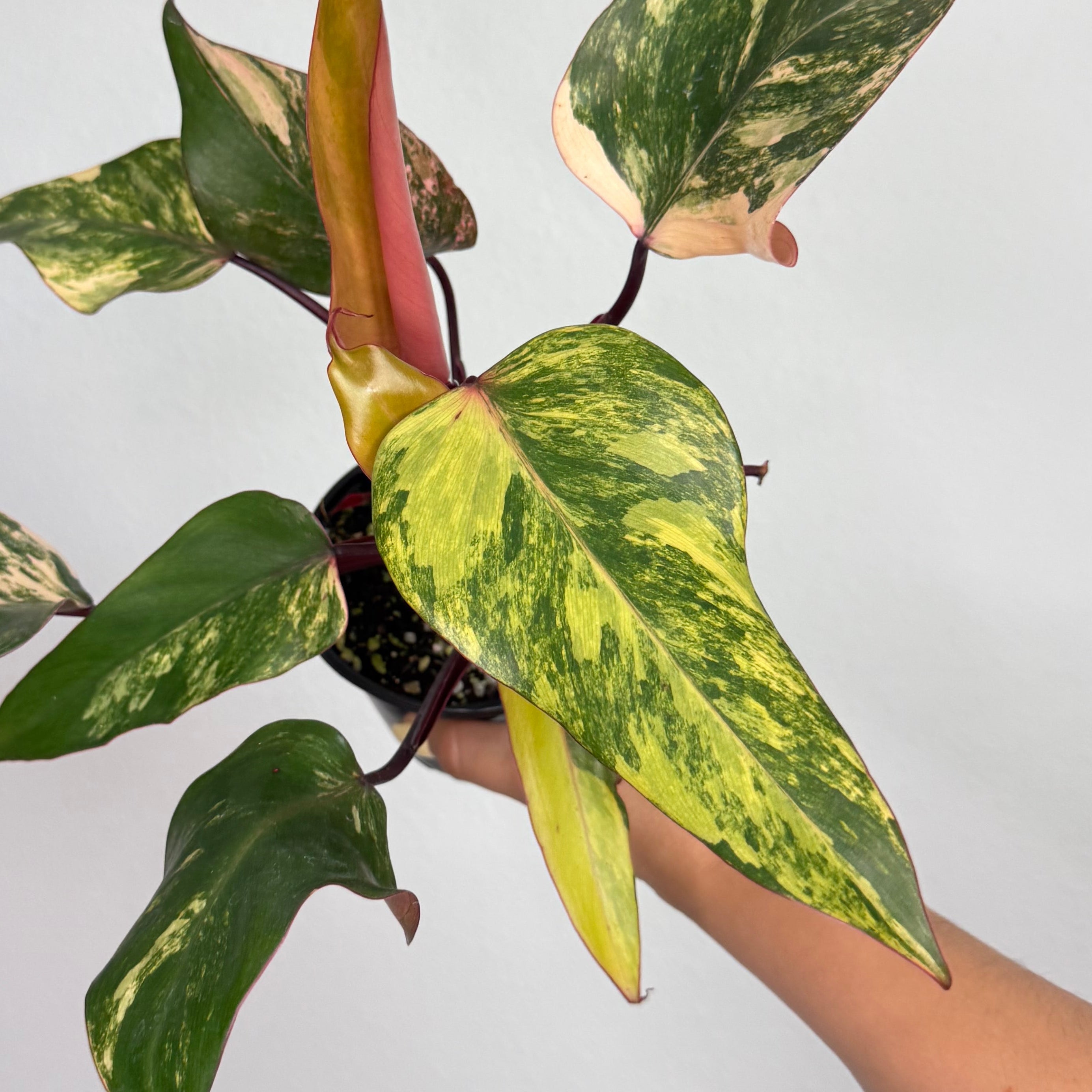 Philodendron Strawberry Shake 4”