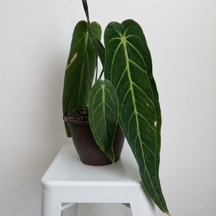 Anthurium Warocqueanum 8” ( Queen of Anthurium )