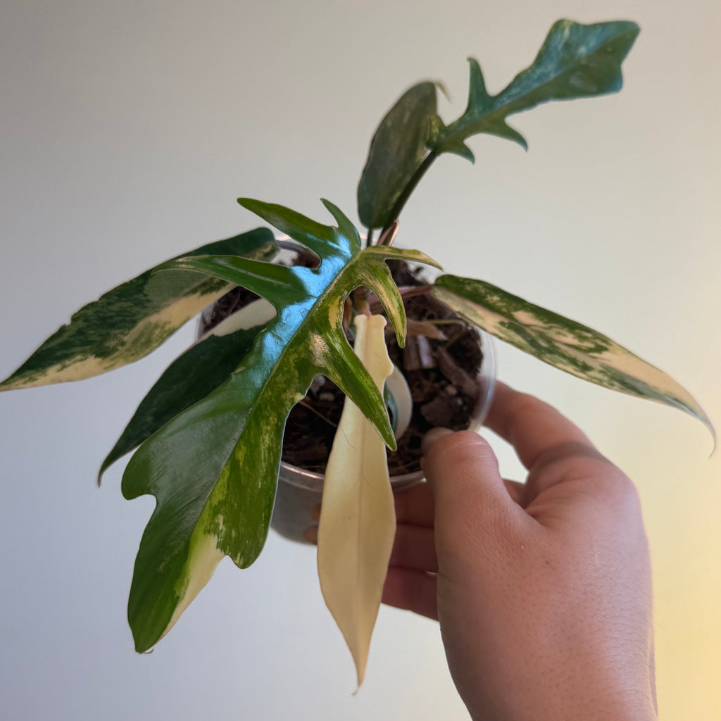 Philodendron Florida Beauty x Tortum