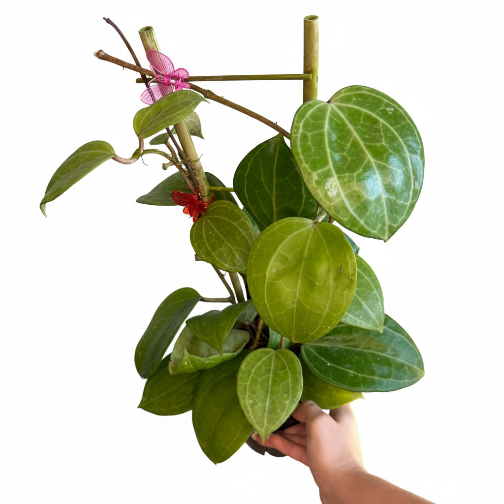 Hoya Latifolia ‘ Sarawak cream ‘ 6”