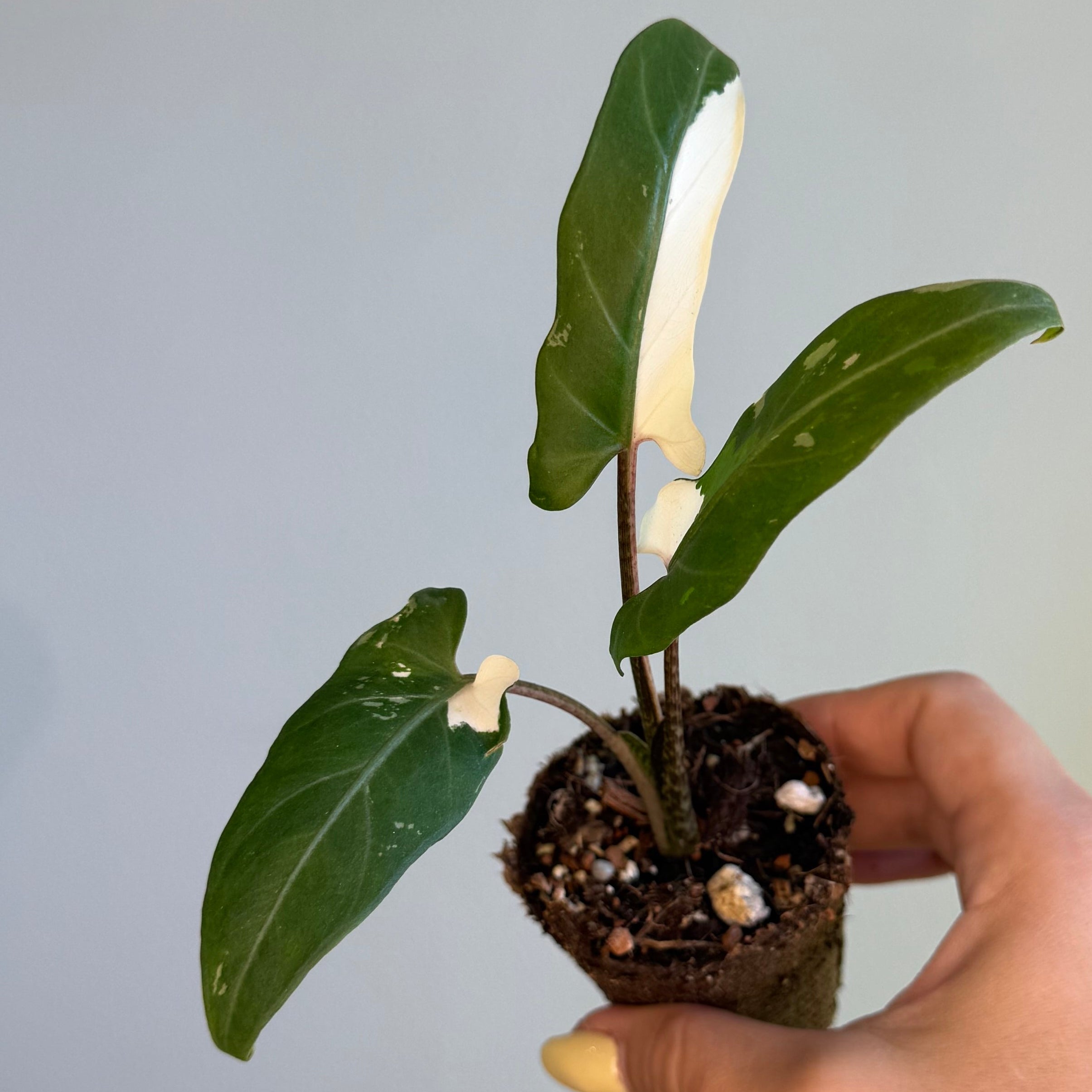 Alocasia Lauterbachiana Albo 2”