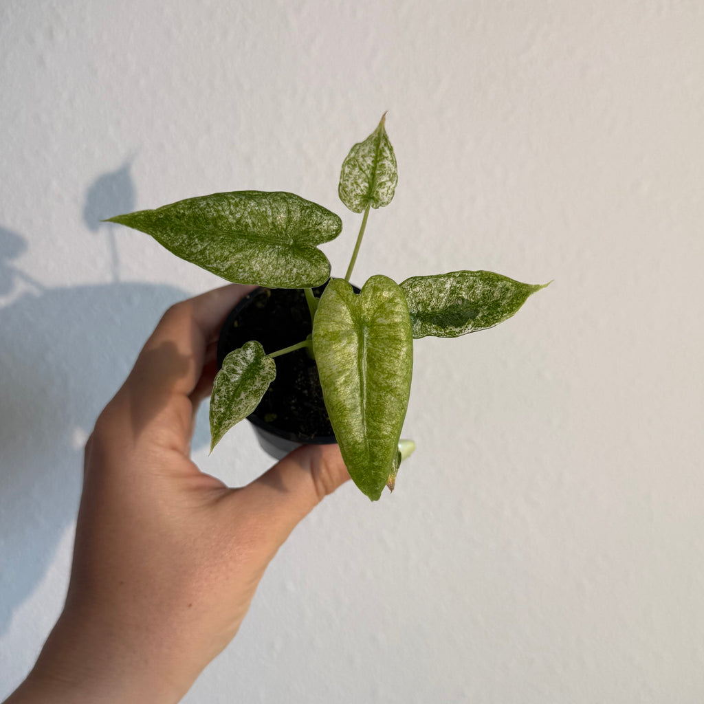 Alocasia Mosaic