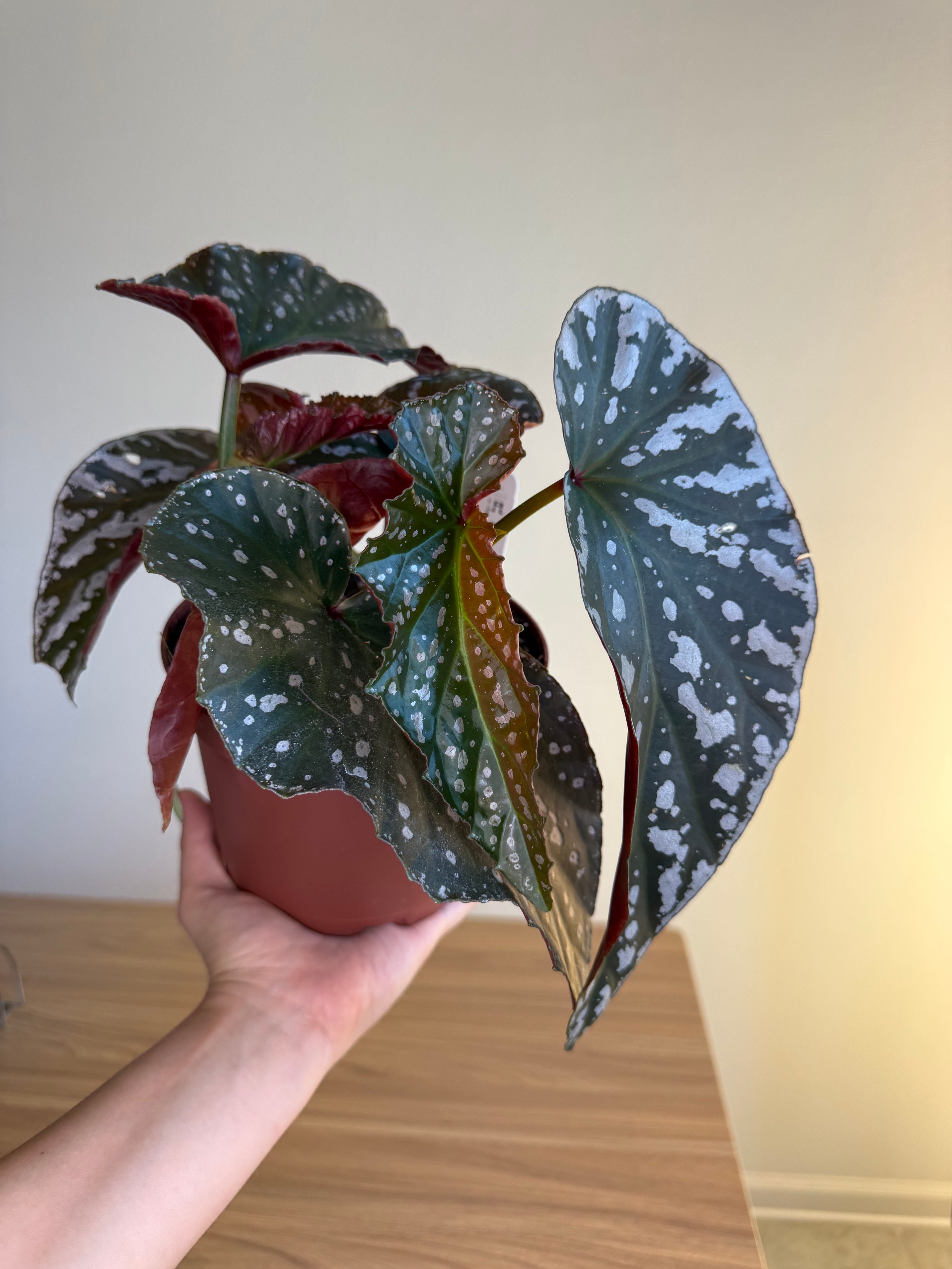 Begonia Silver Eagle 6”