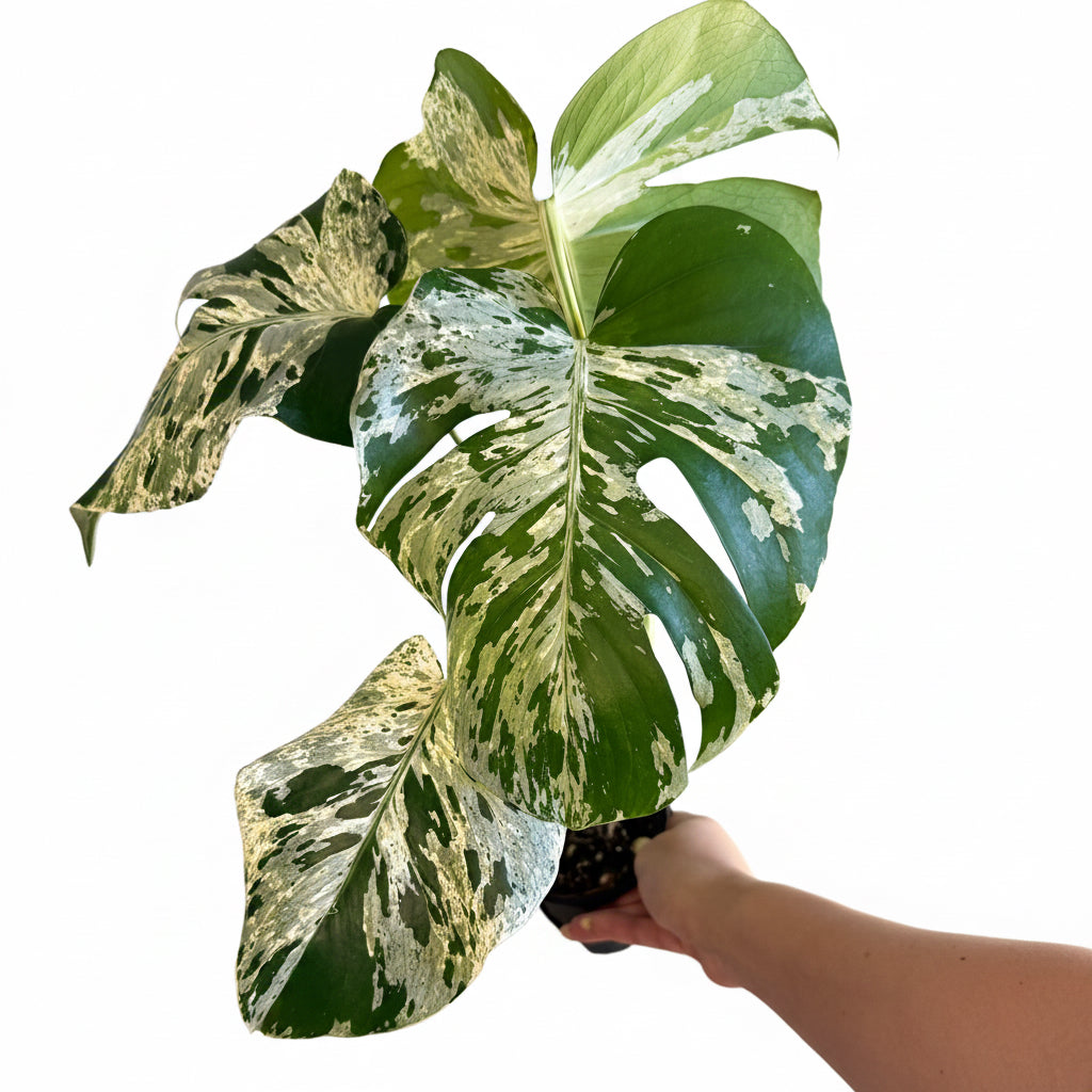 Monstera Vietciosa 4”
